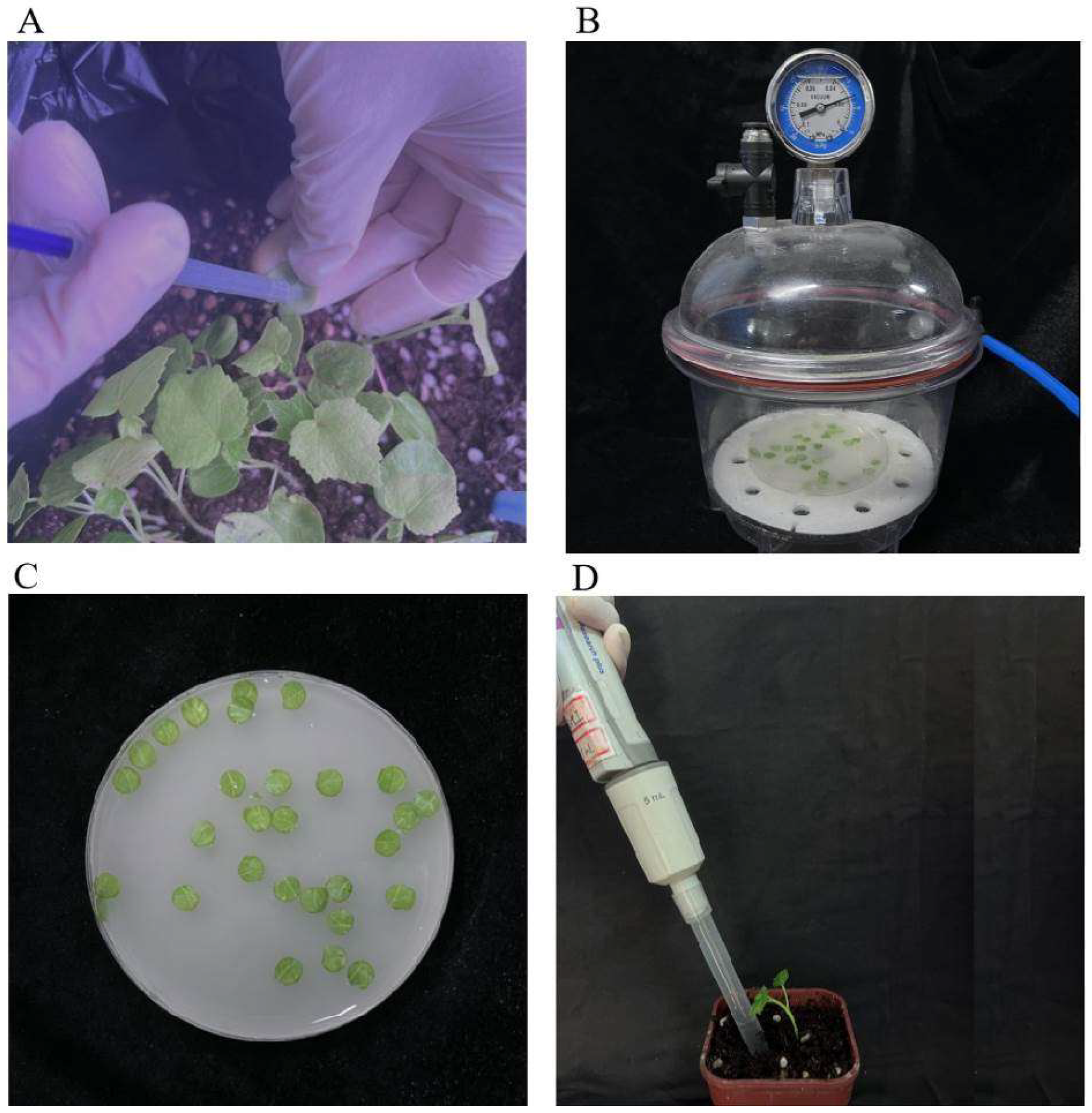 Plants 14 00150 g007