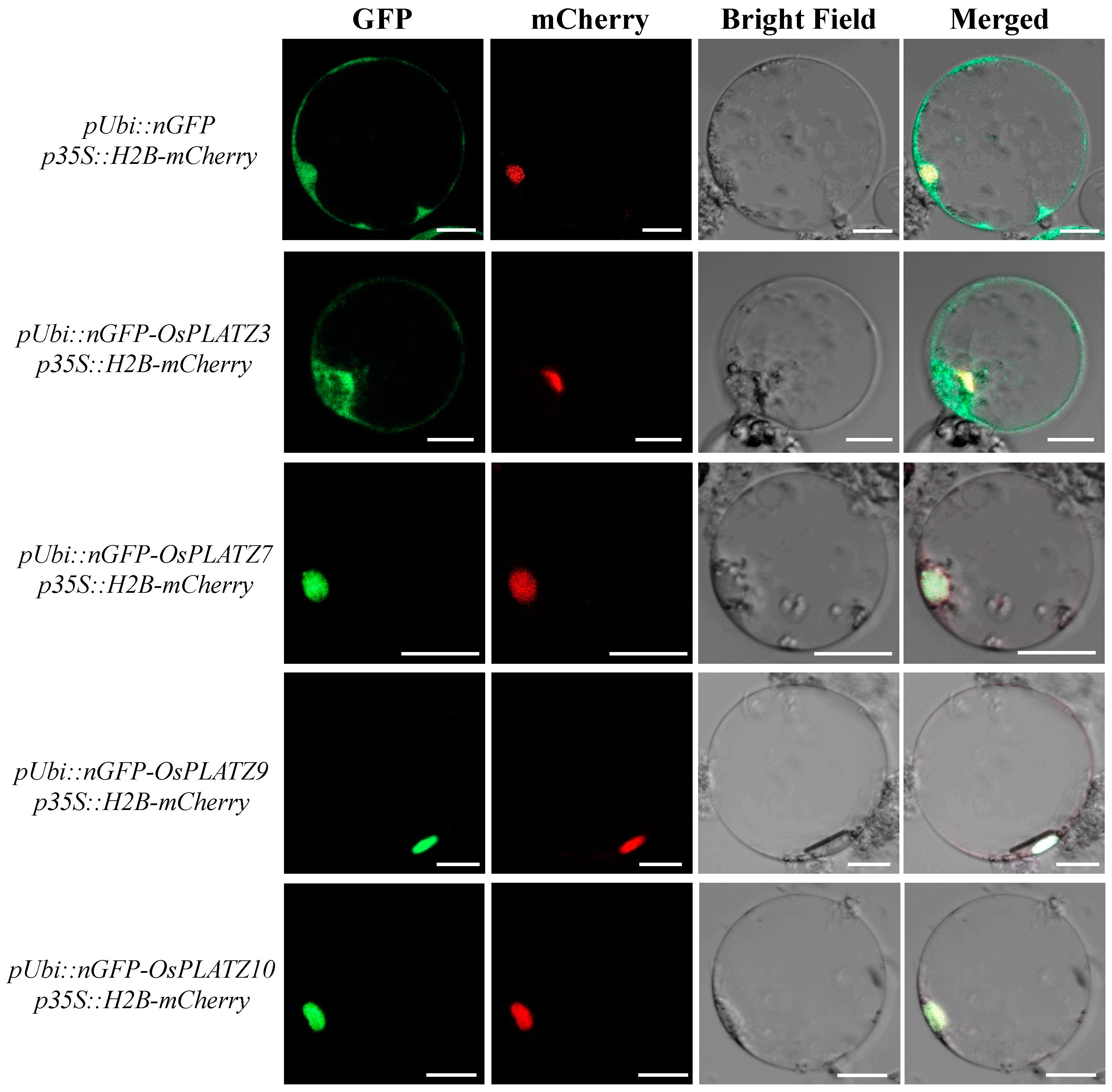 Plants 14 00151 g008