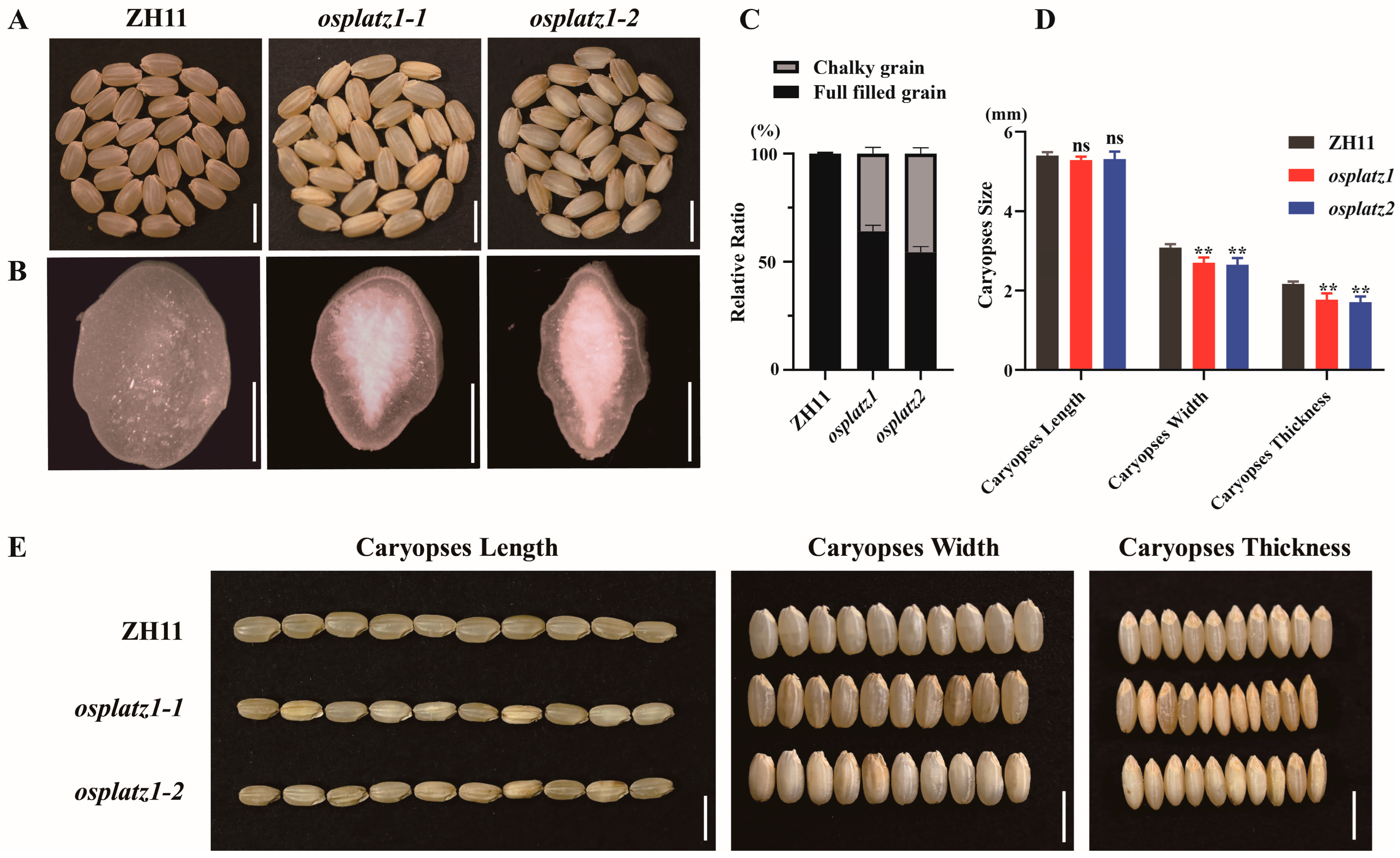 Plants 14 00151 g009