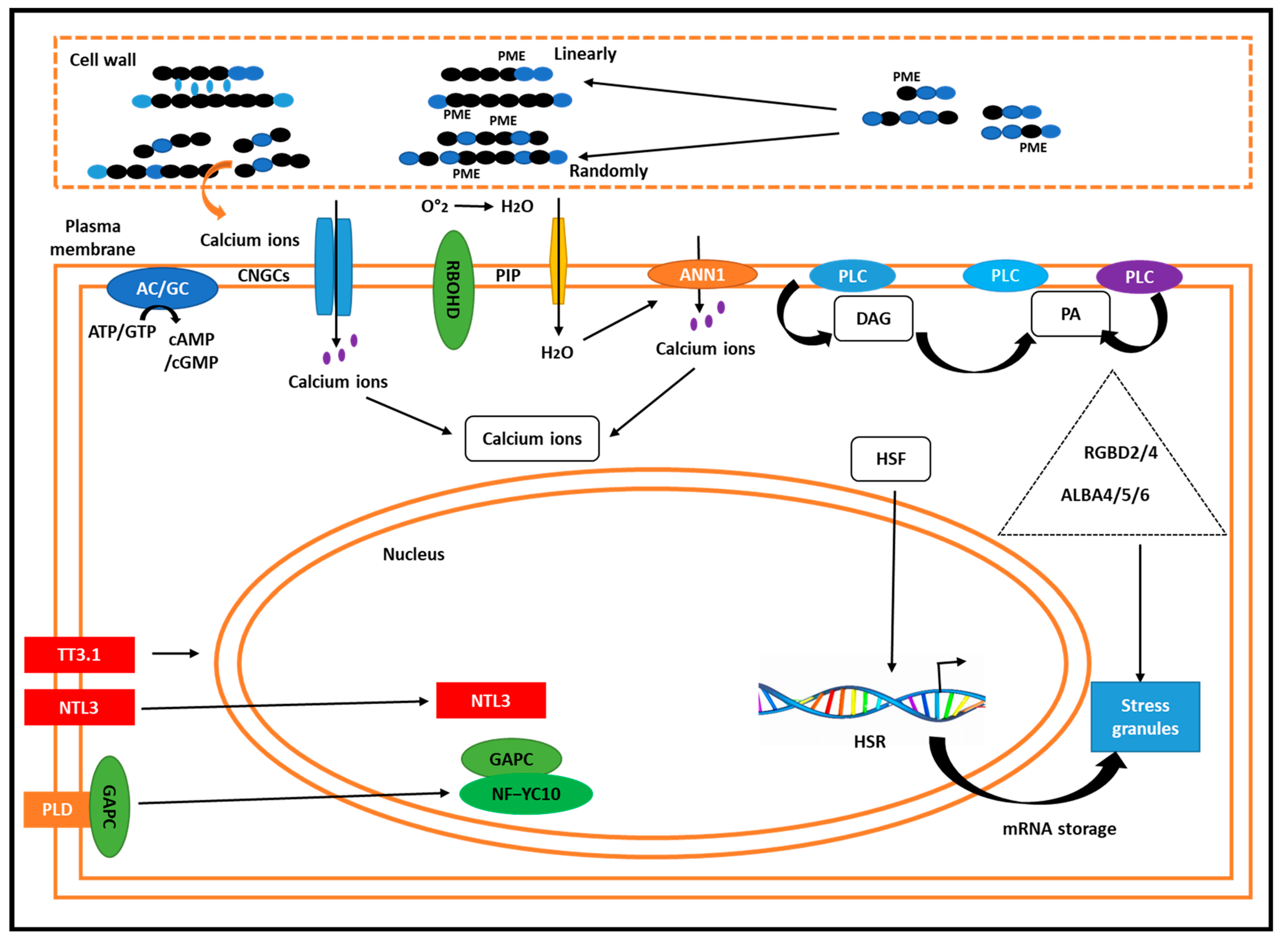 Plants 14 00152 g004