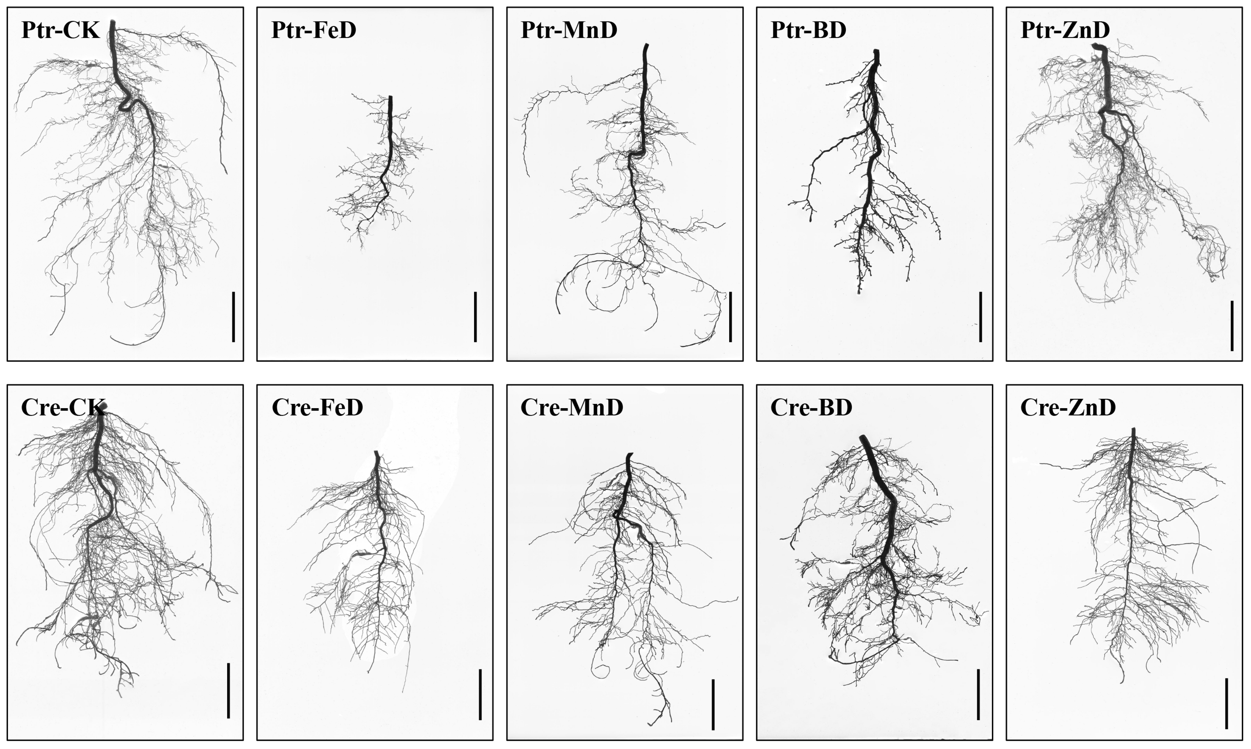 Plants 14 00158 g003