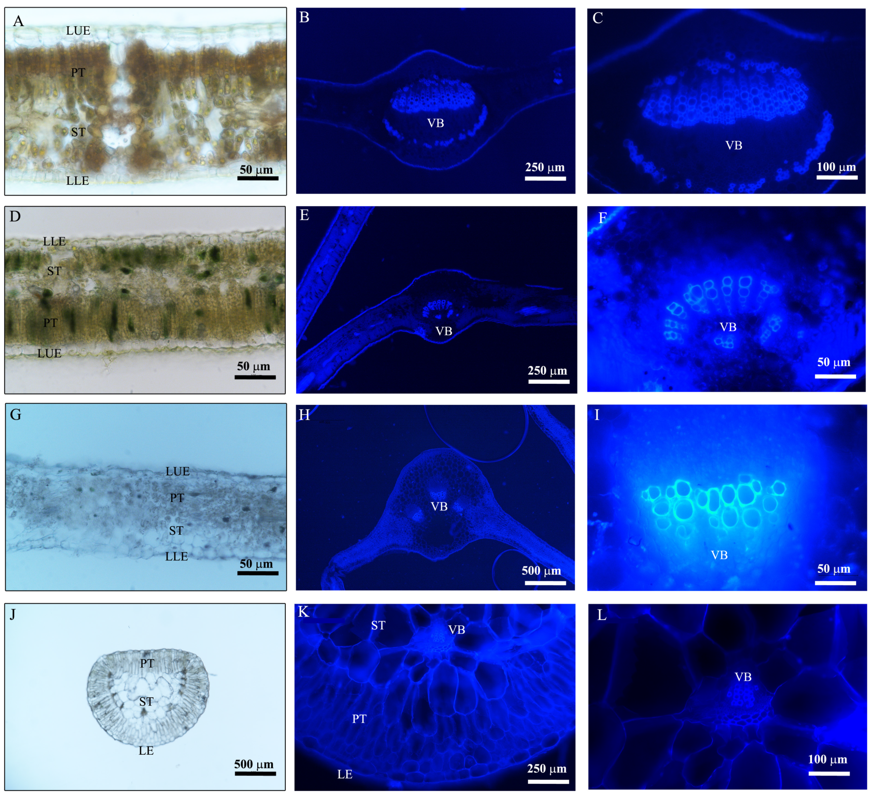 Plants 14 00159 g003