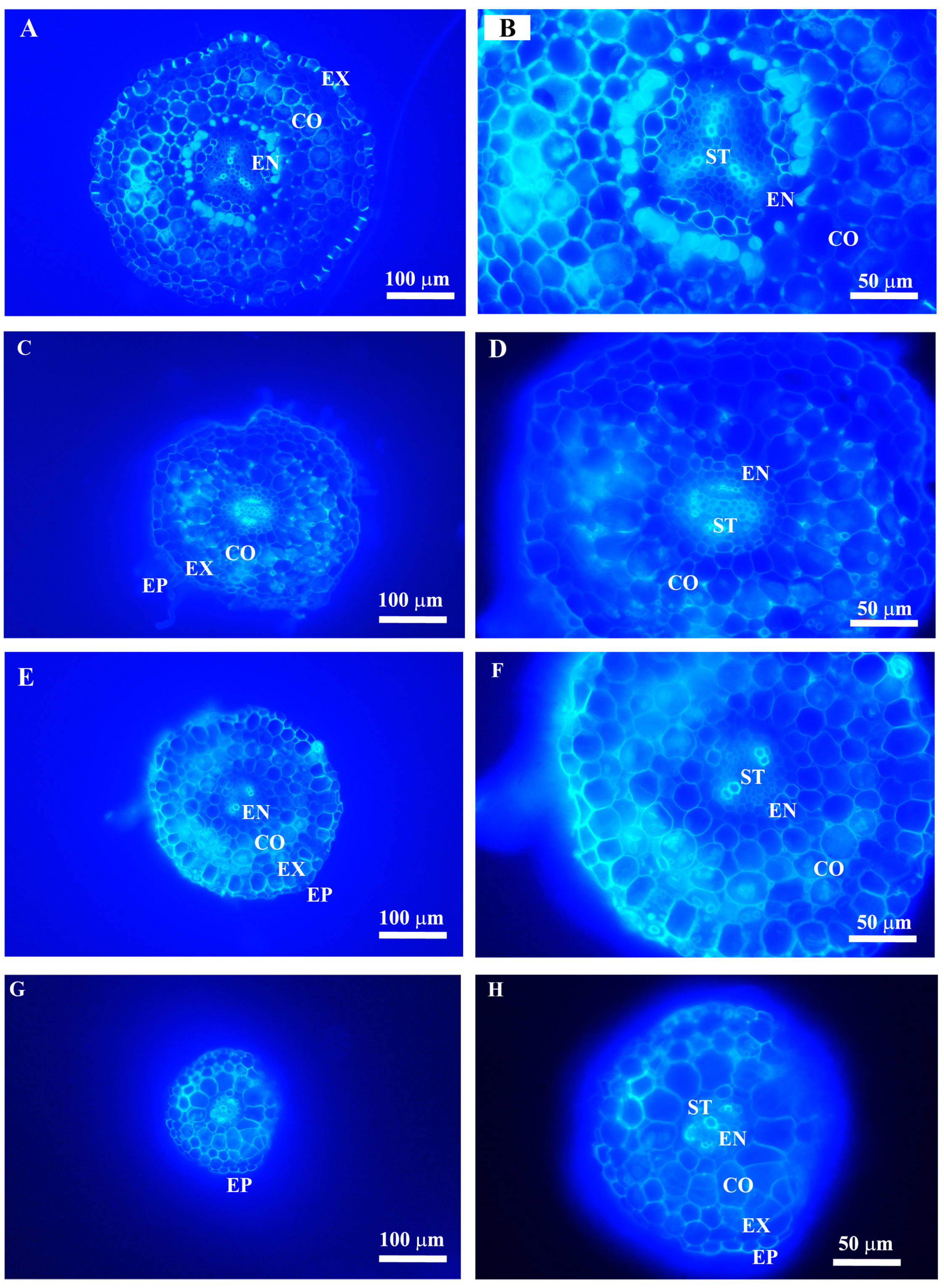 Plants 14 00159 g004