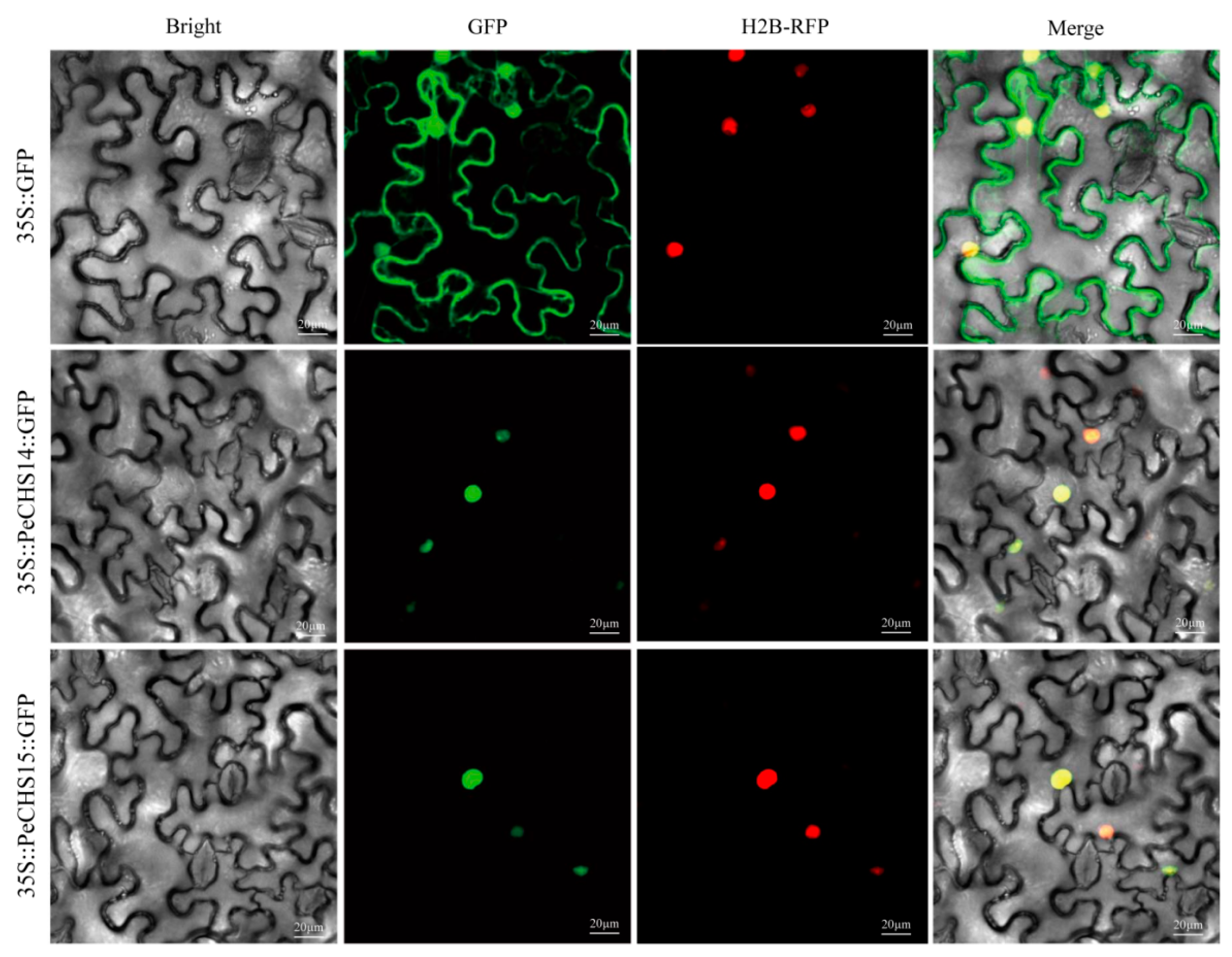 Plants 14 00161 g009