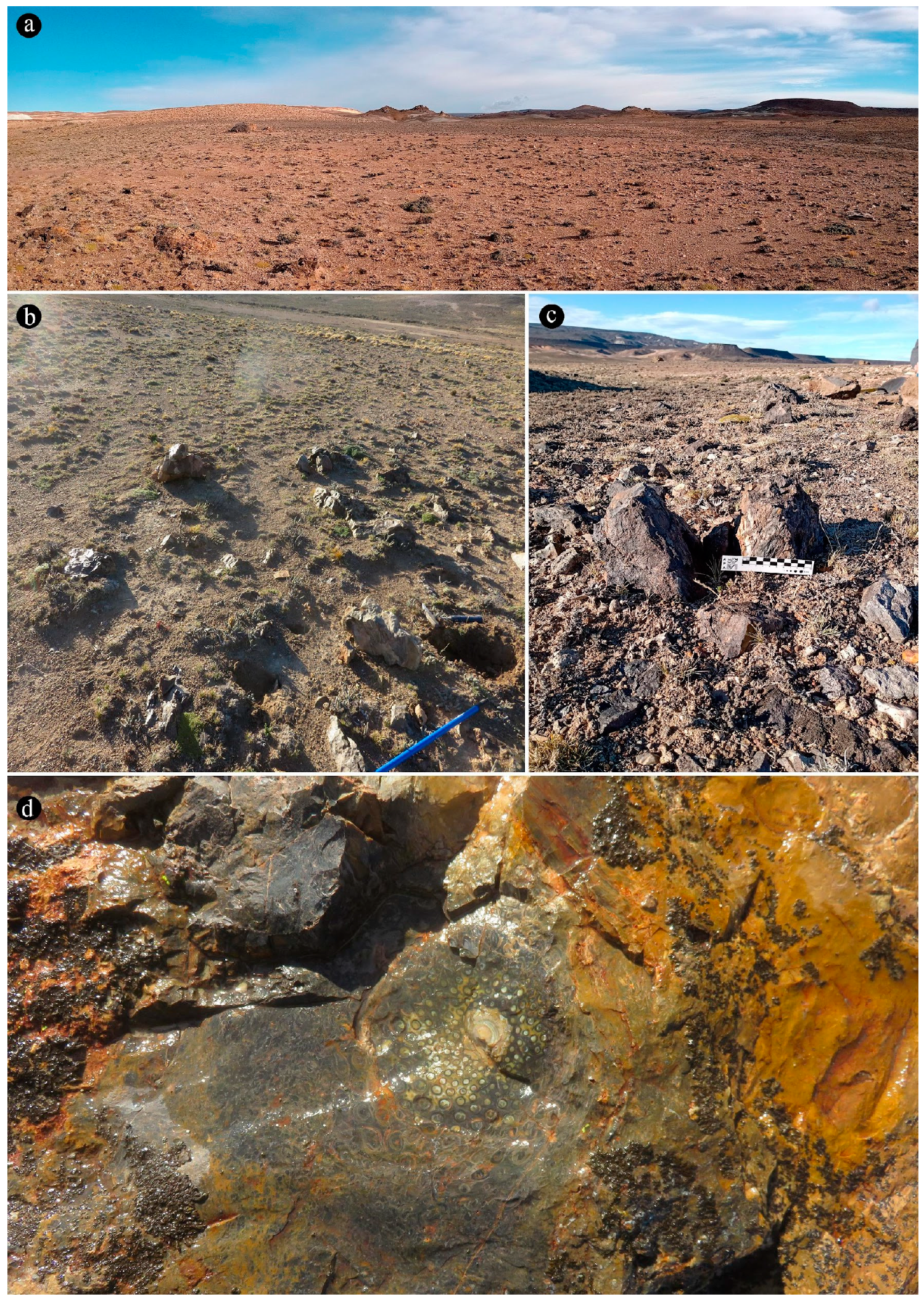 Plants 14 00165 g002