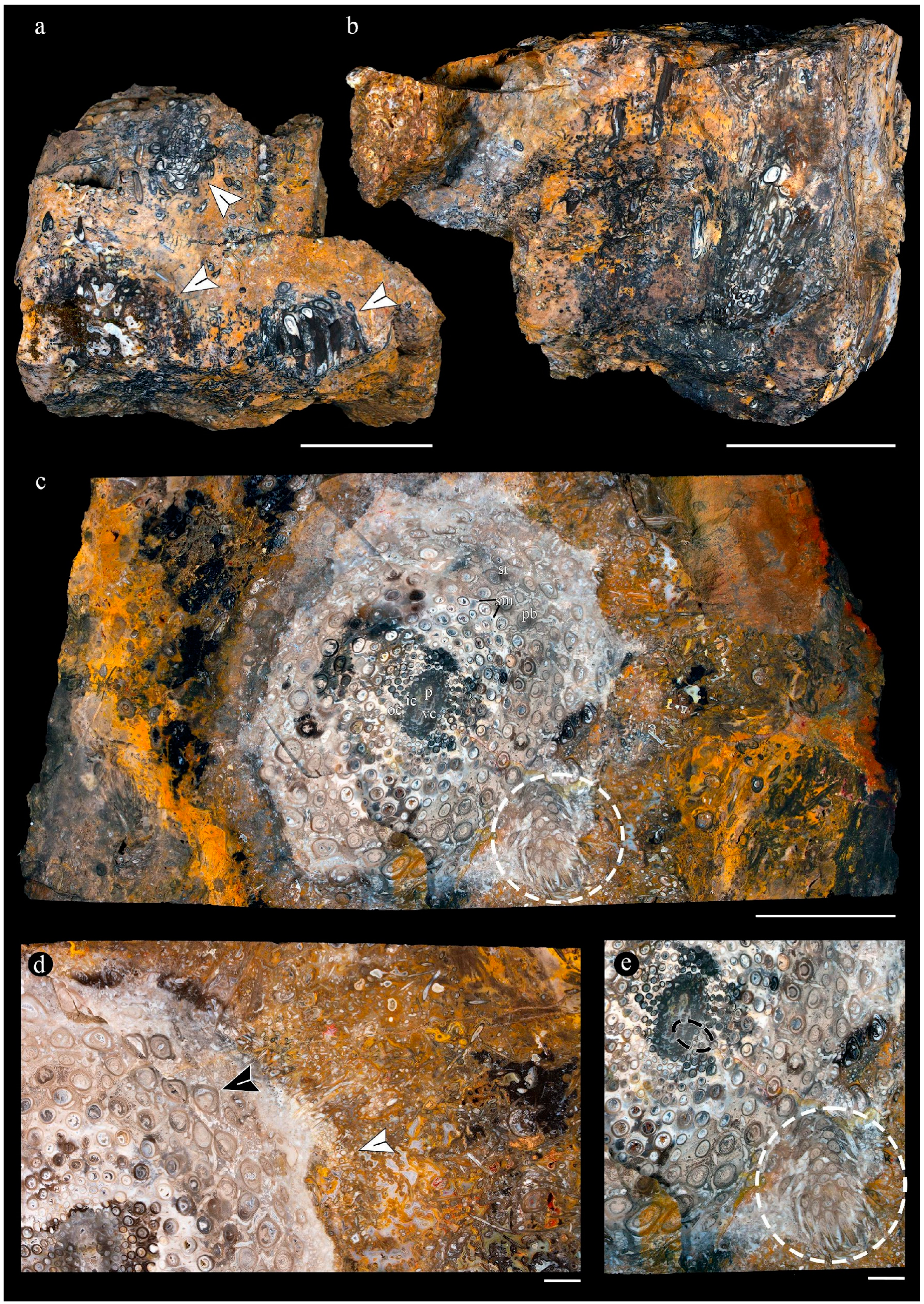 Plants 14 00165 g003