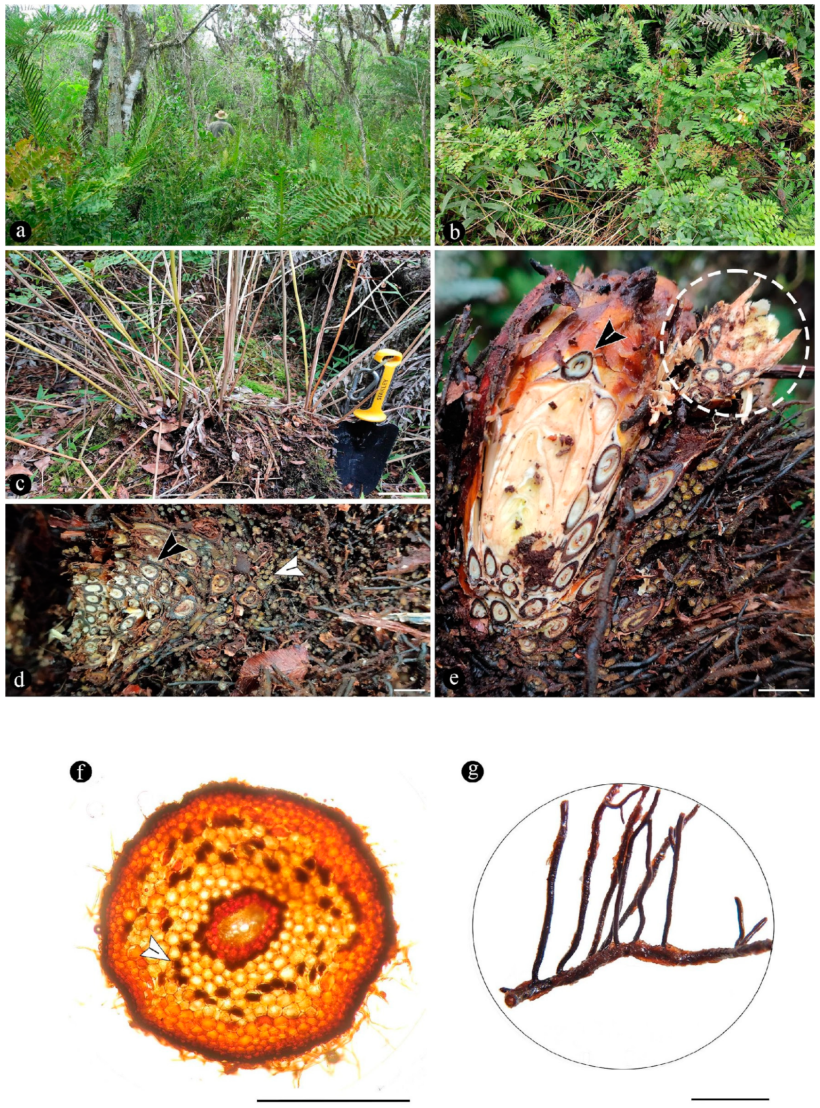 Plants 14 00165 g004