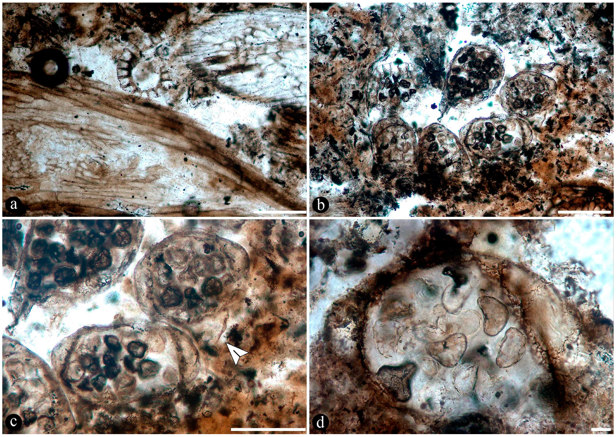 Plants 14 00165 g005