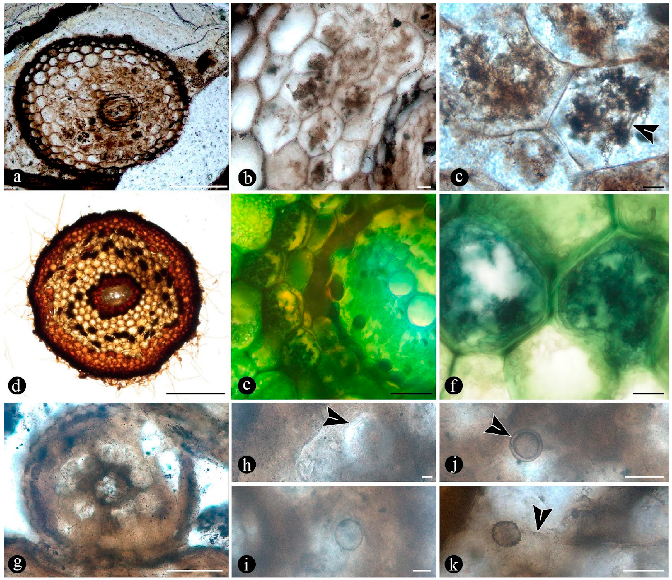 Plants 14 00165 g006