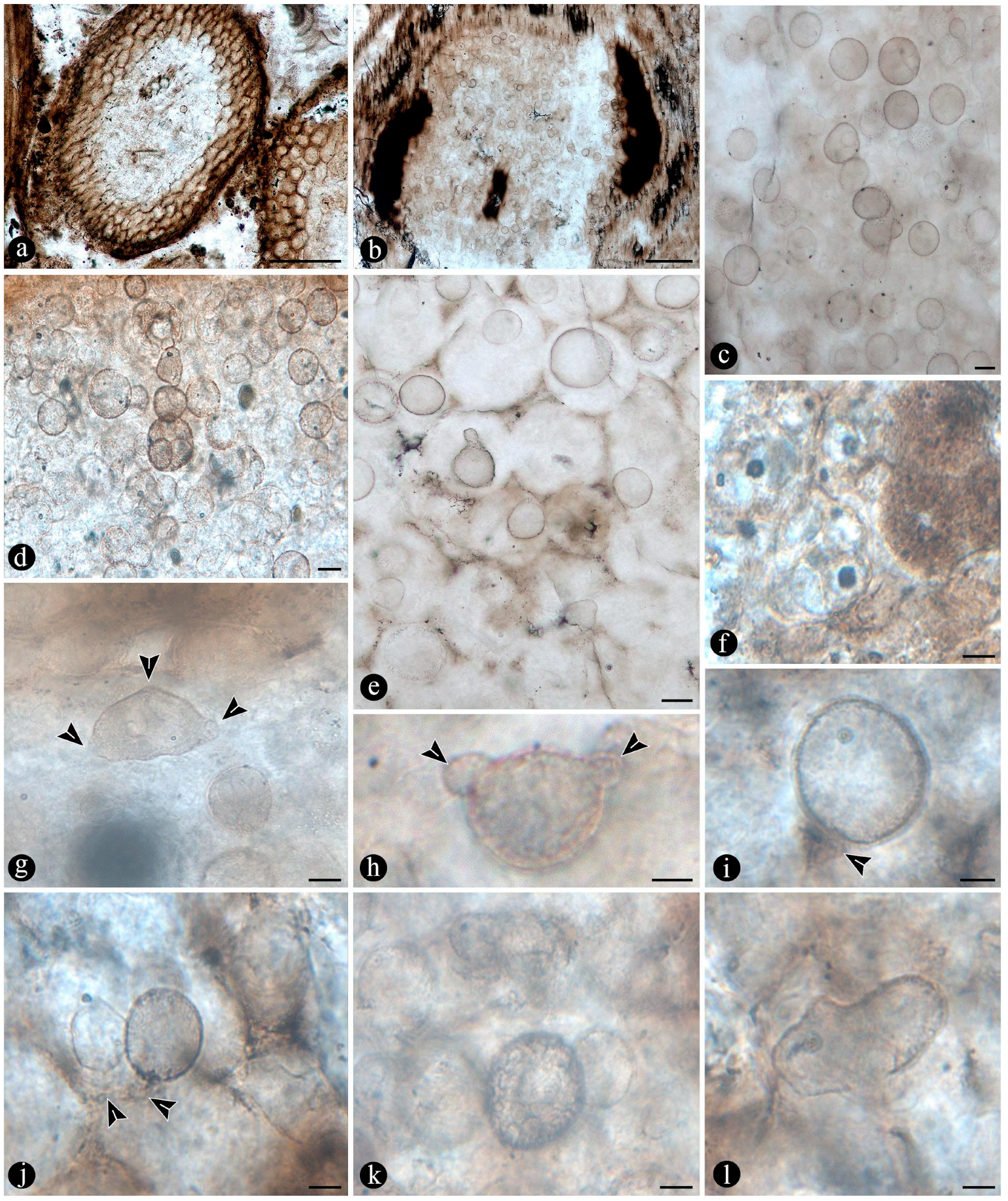 Plants 14 00165 g007