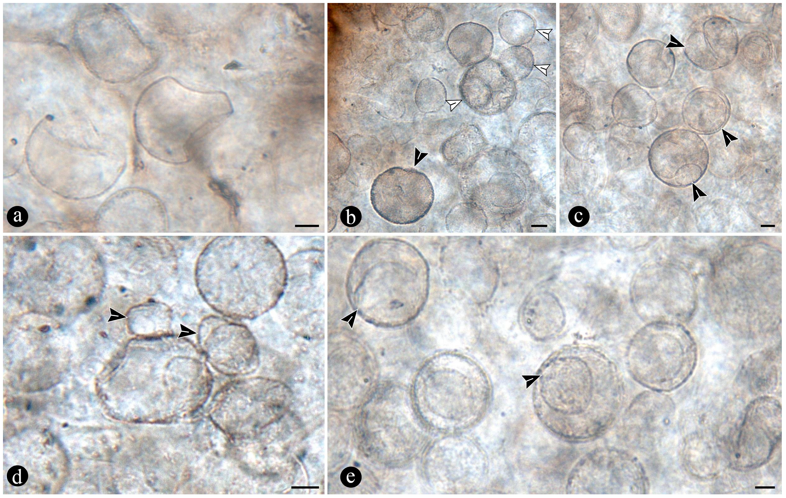 Plants 14 00165 g008