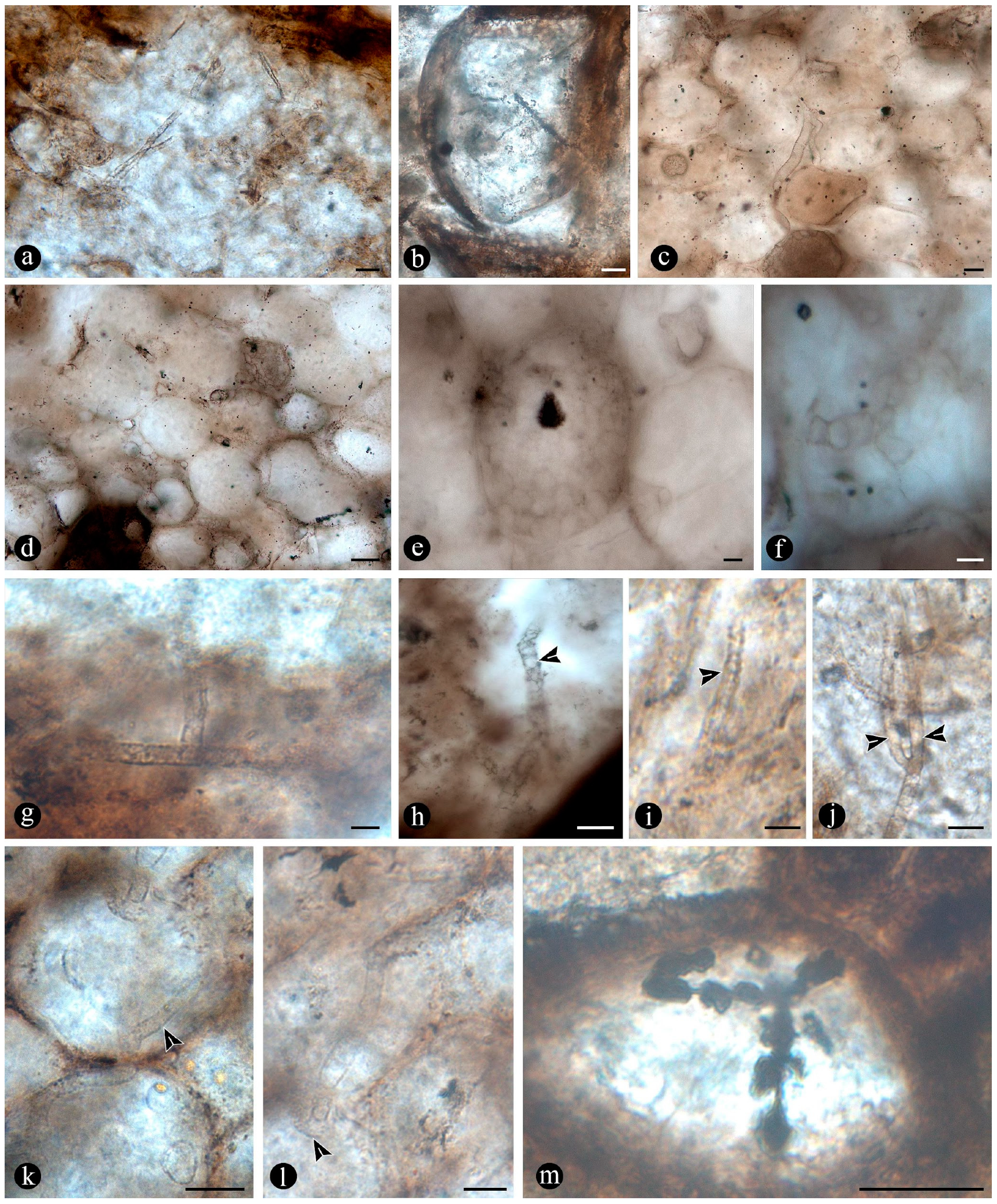 Plants 14 00165 g009