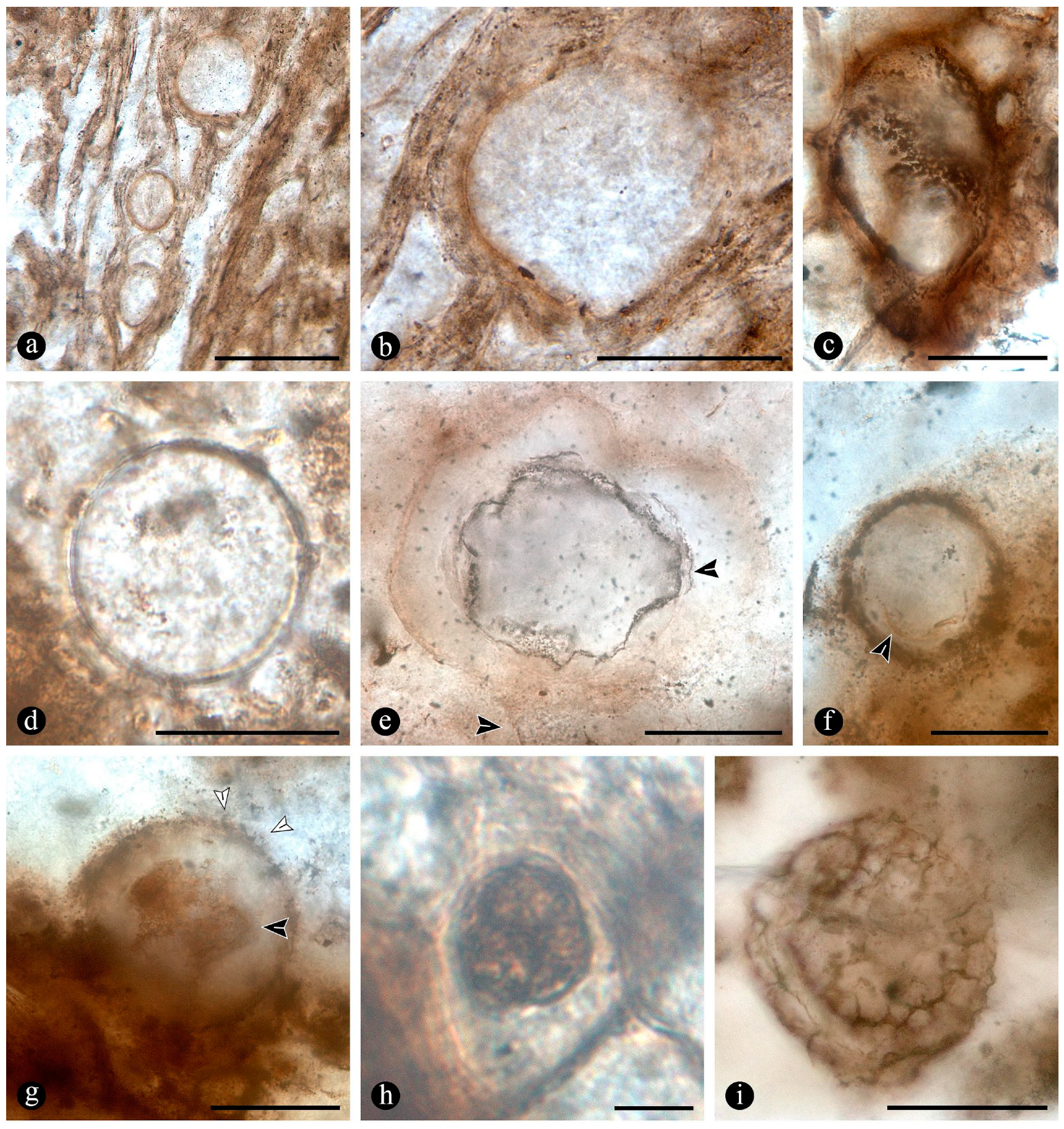 Plants 14 00165 g010