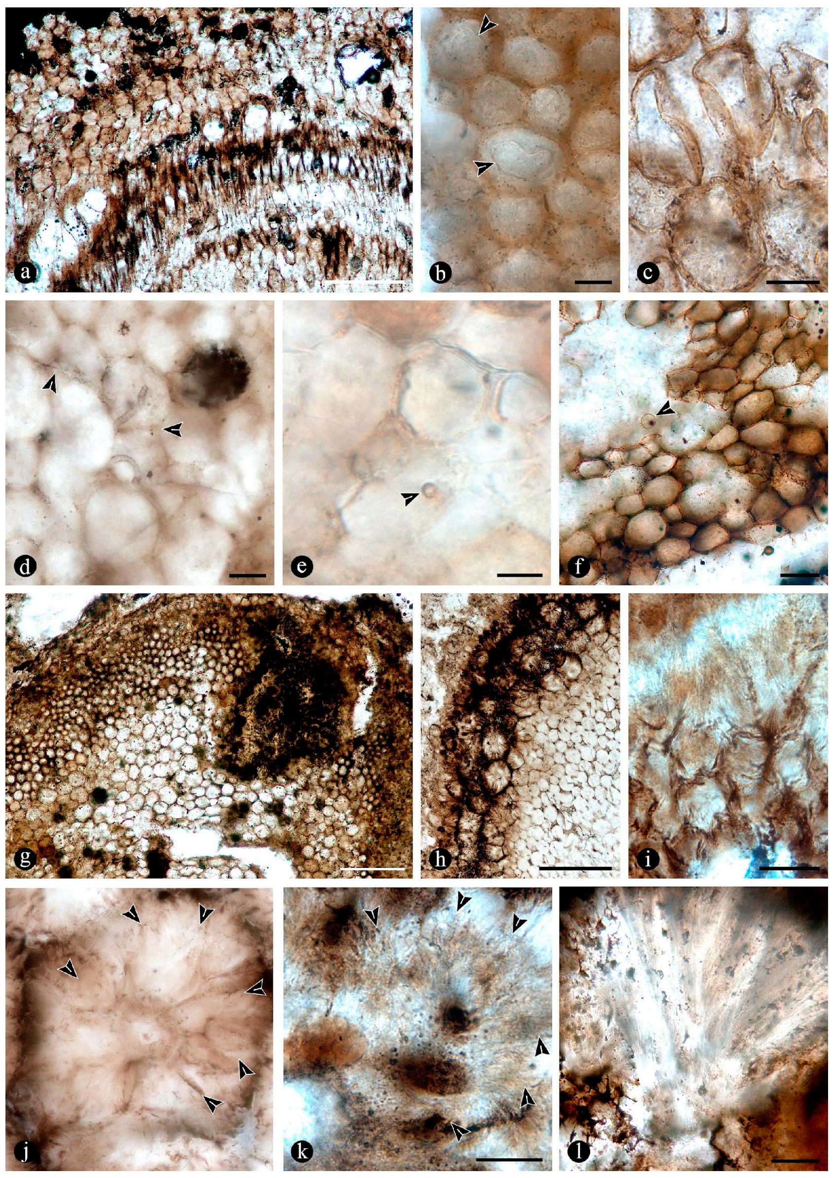 Plants 14 00165 g011