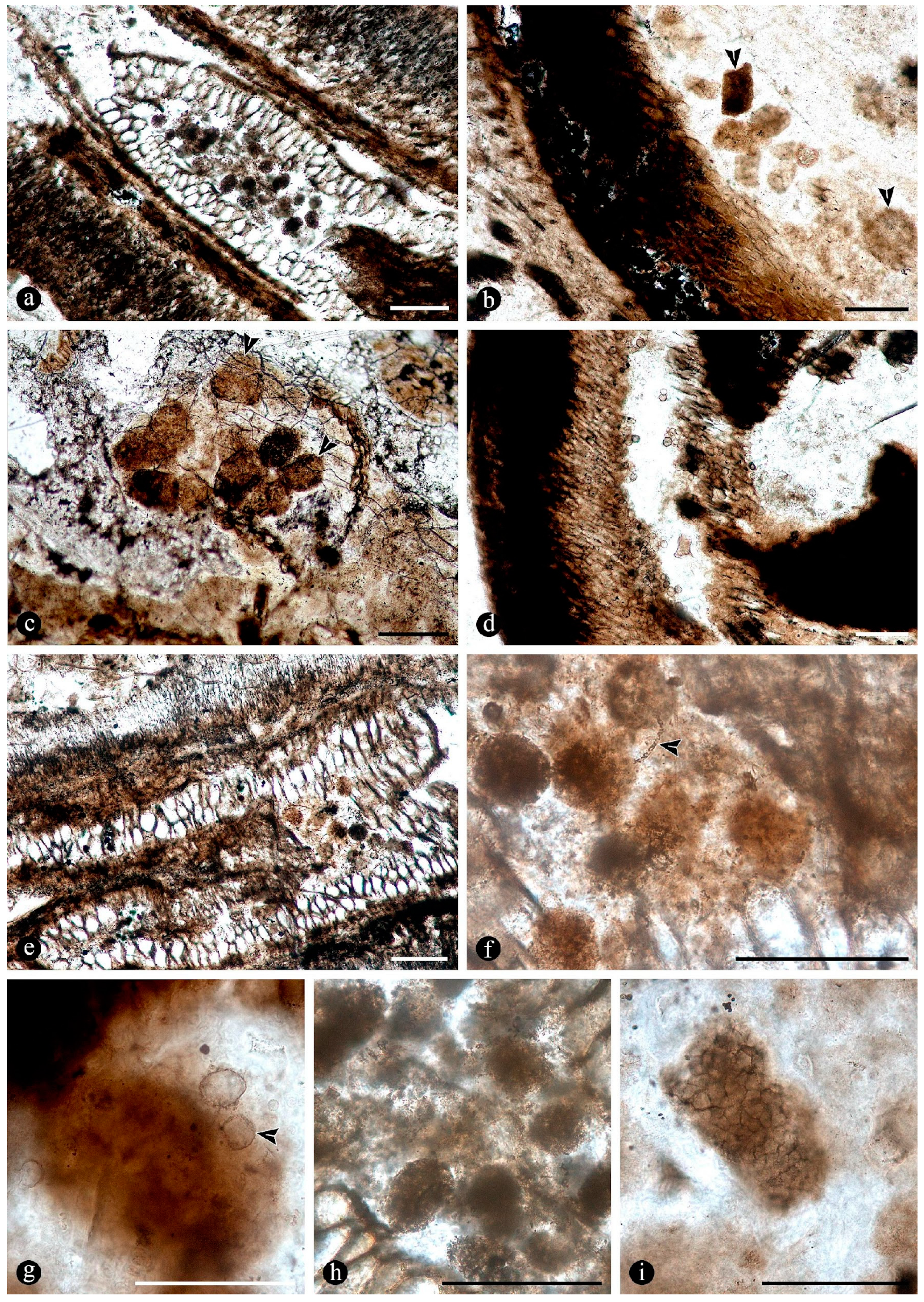 Plants 14 00165 g012