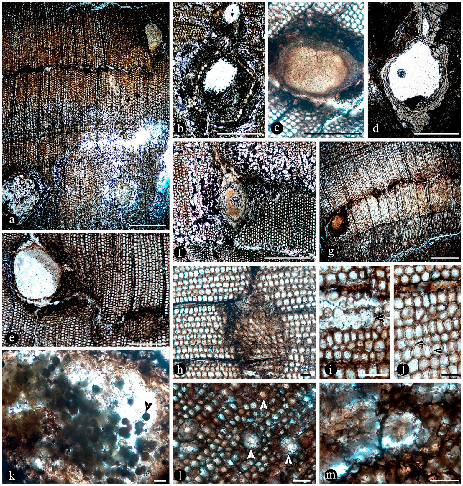 Plants 14 00165 g014