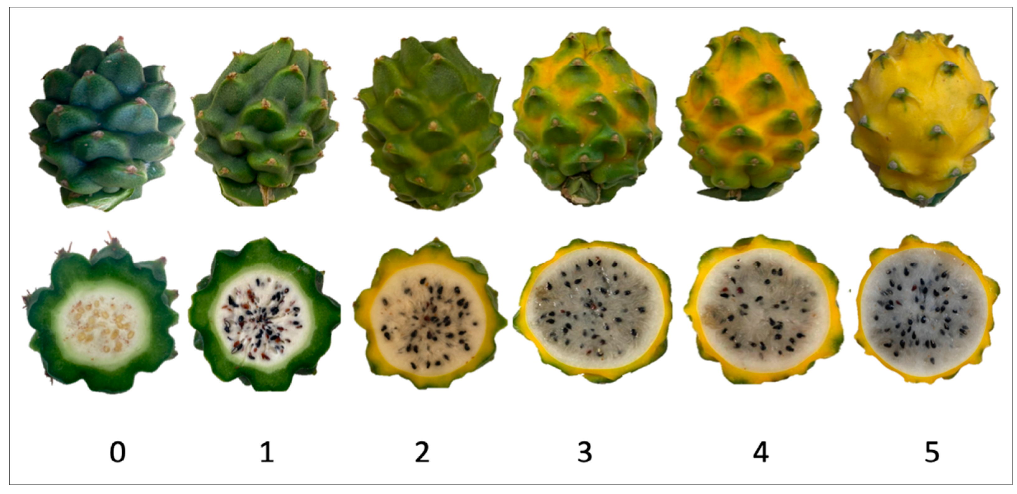 Plants 14 00178 g003 Plants 14 00178 g003