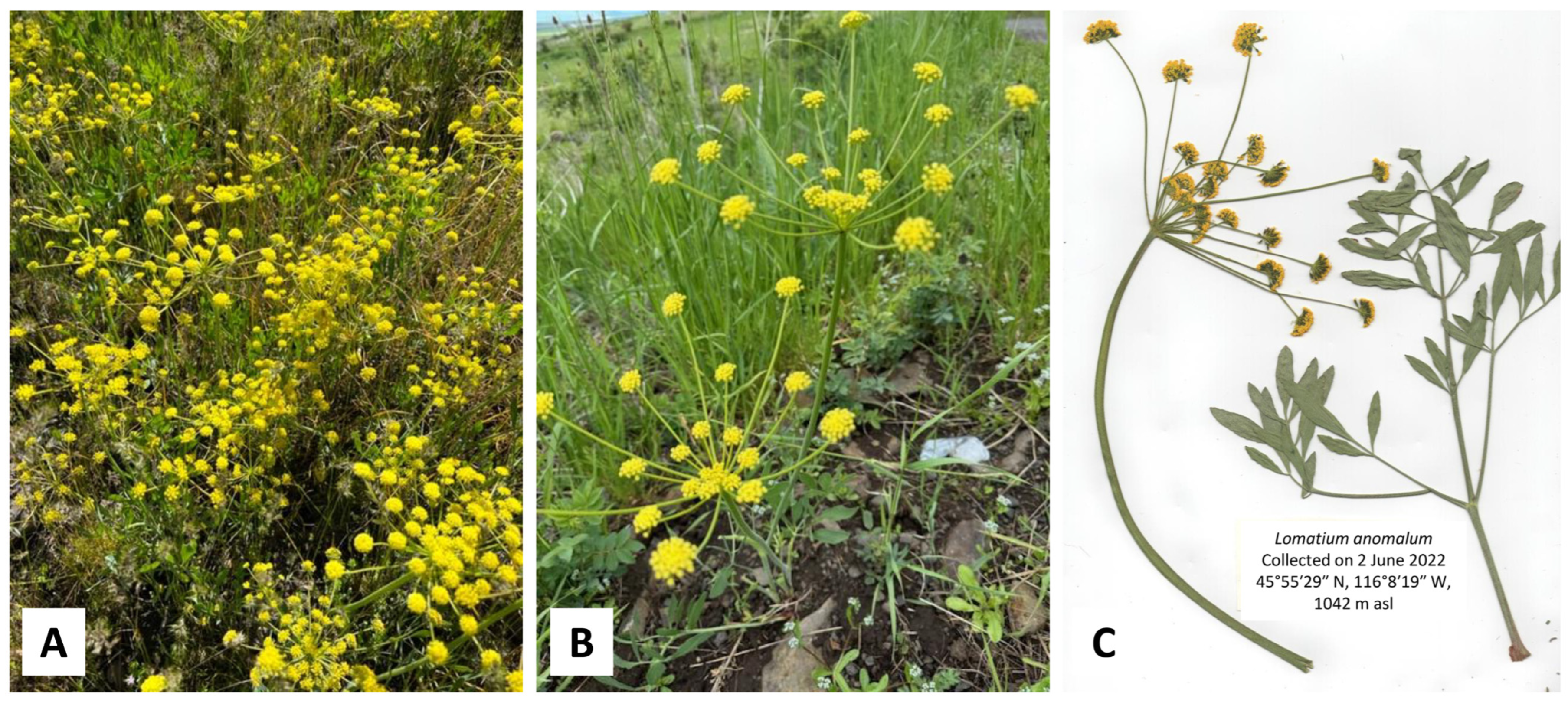 Plants 14 00186 g001