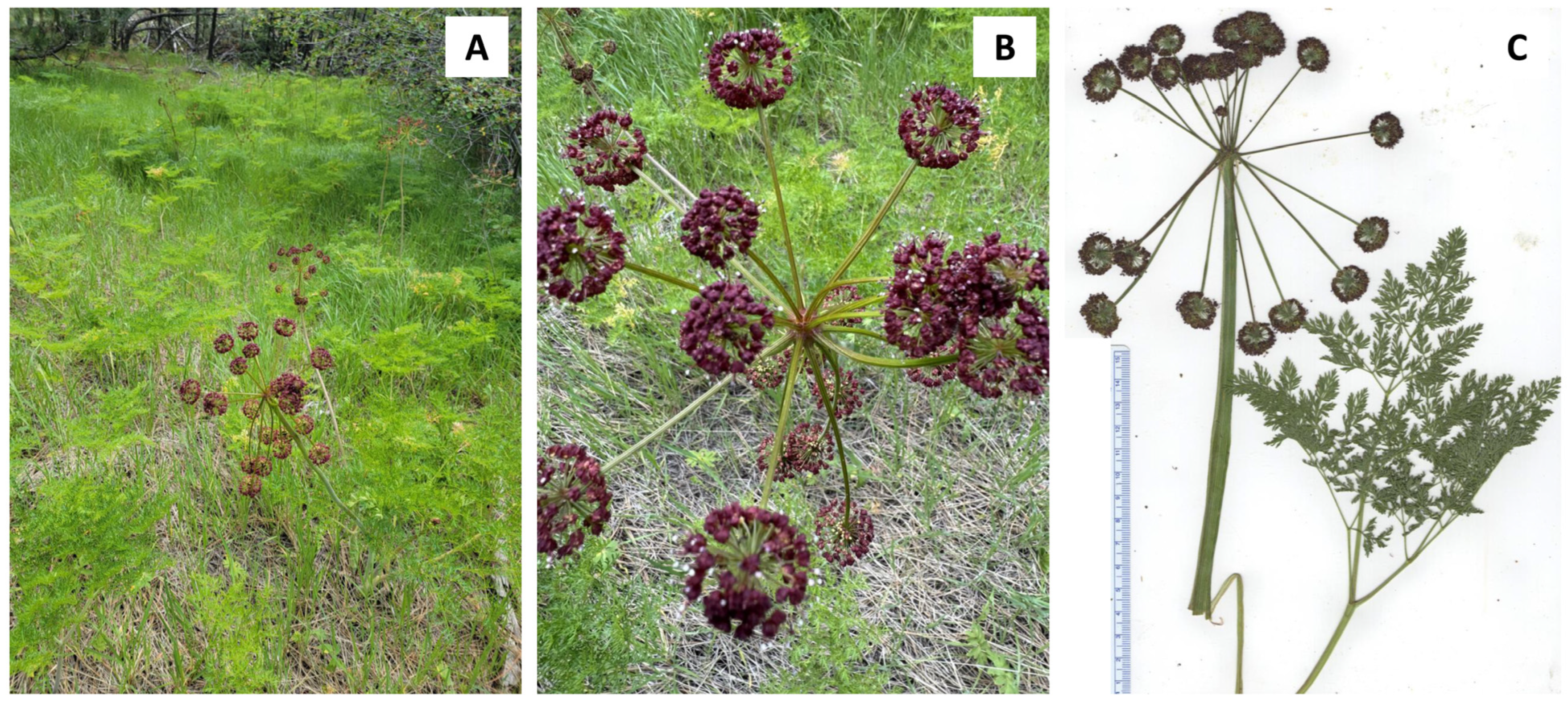 Plants 14 00186 g002