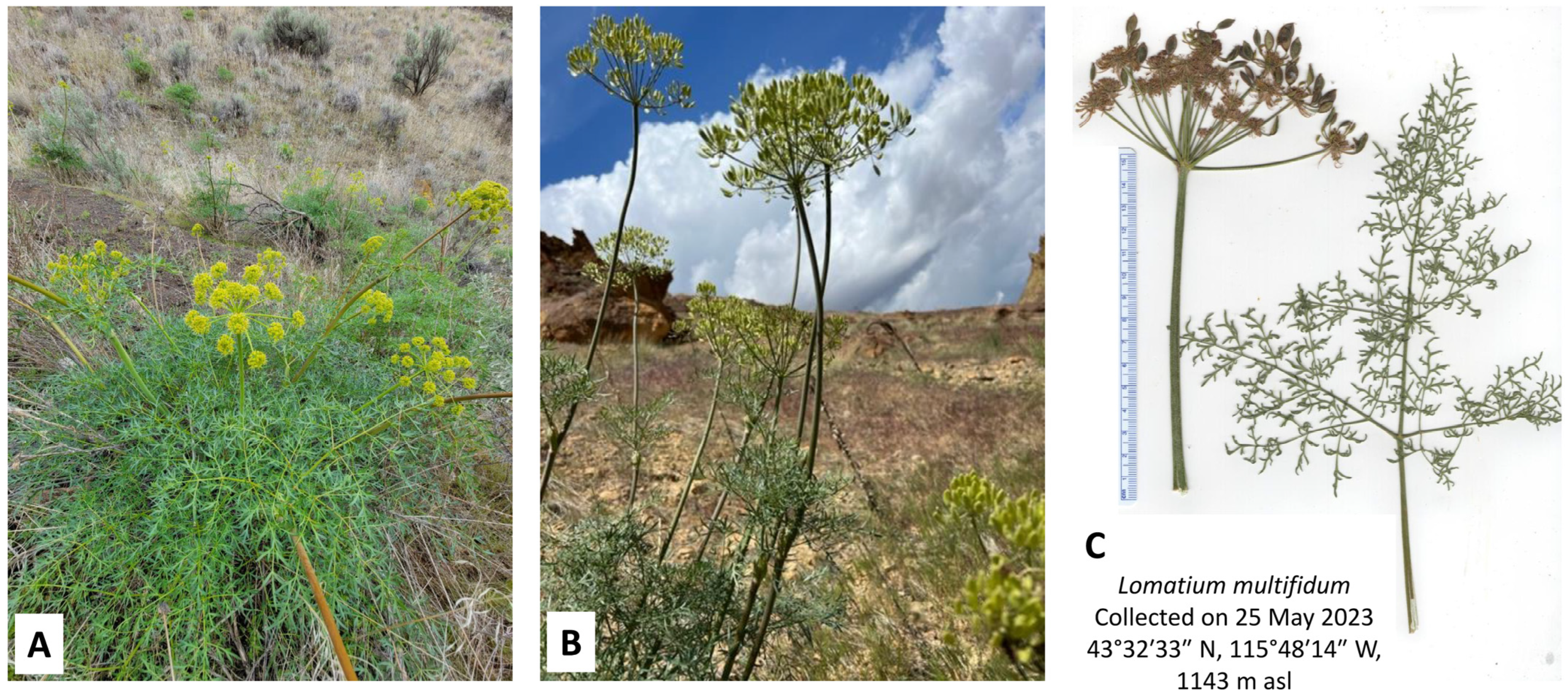 Plants 14 00186 g003