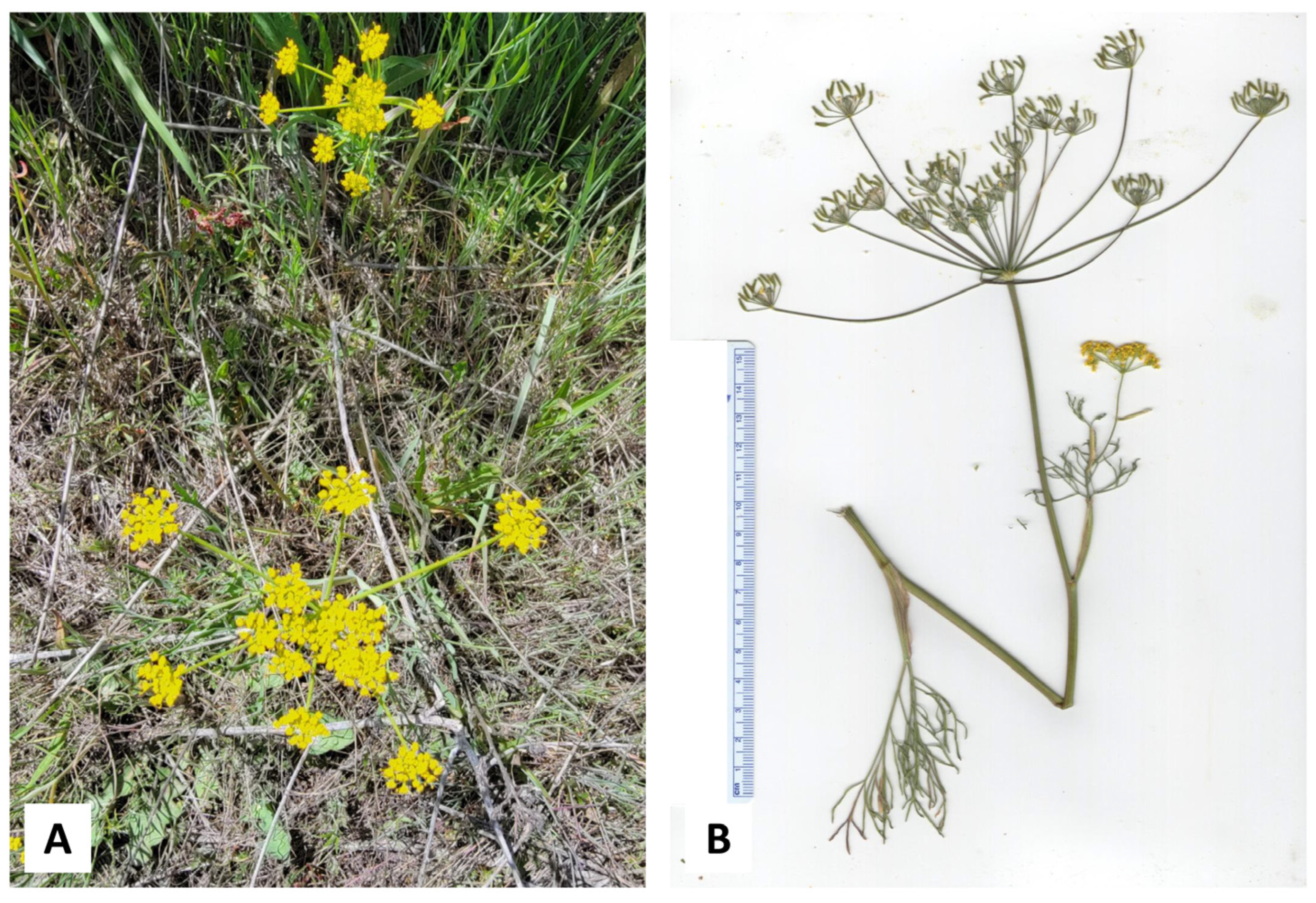 Plants 14 00186 g005