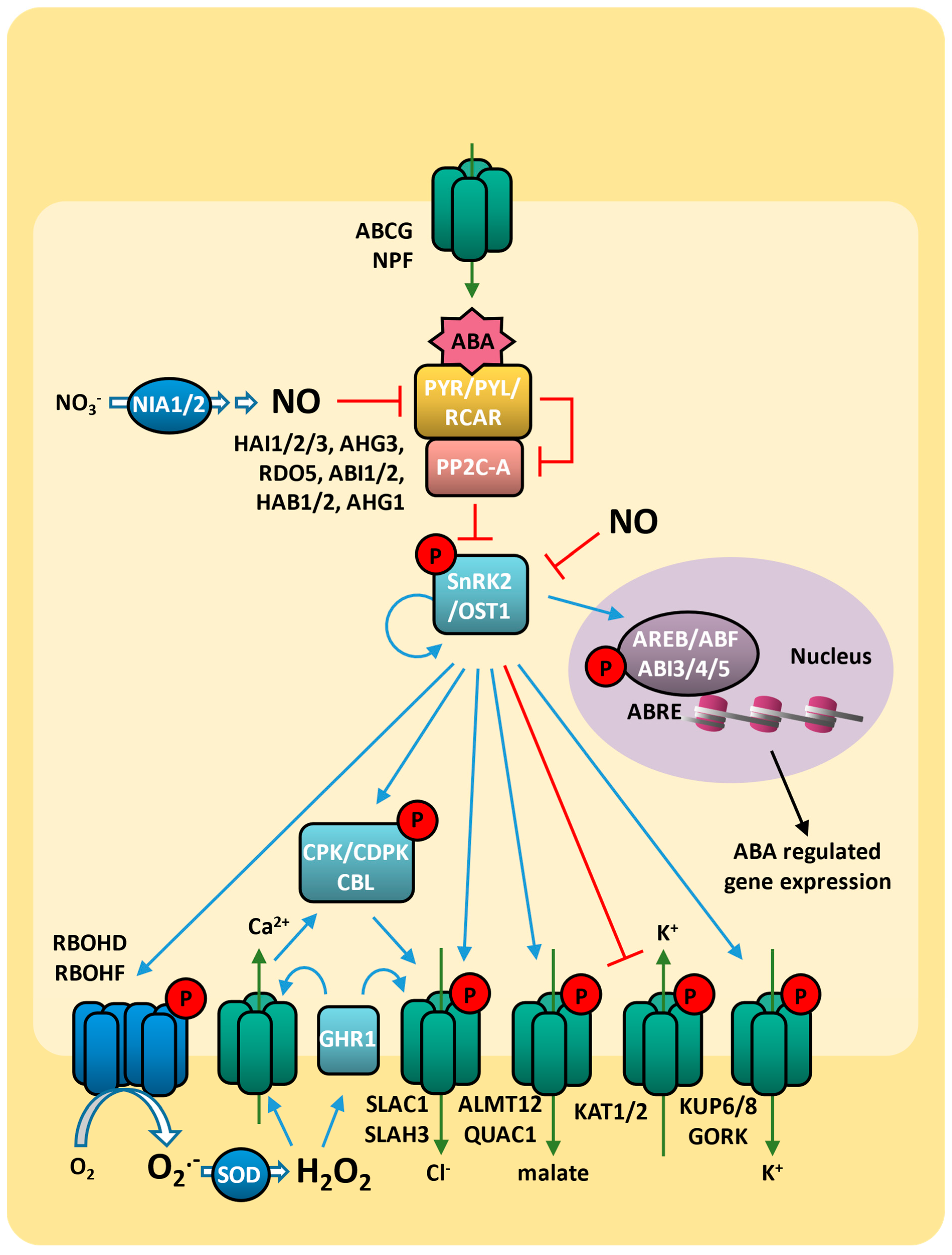 Plants 14 00208 g001