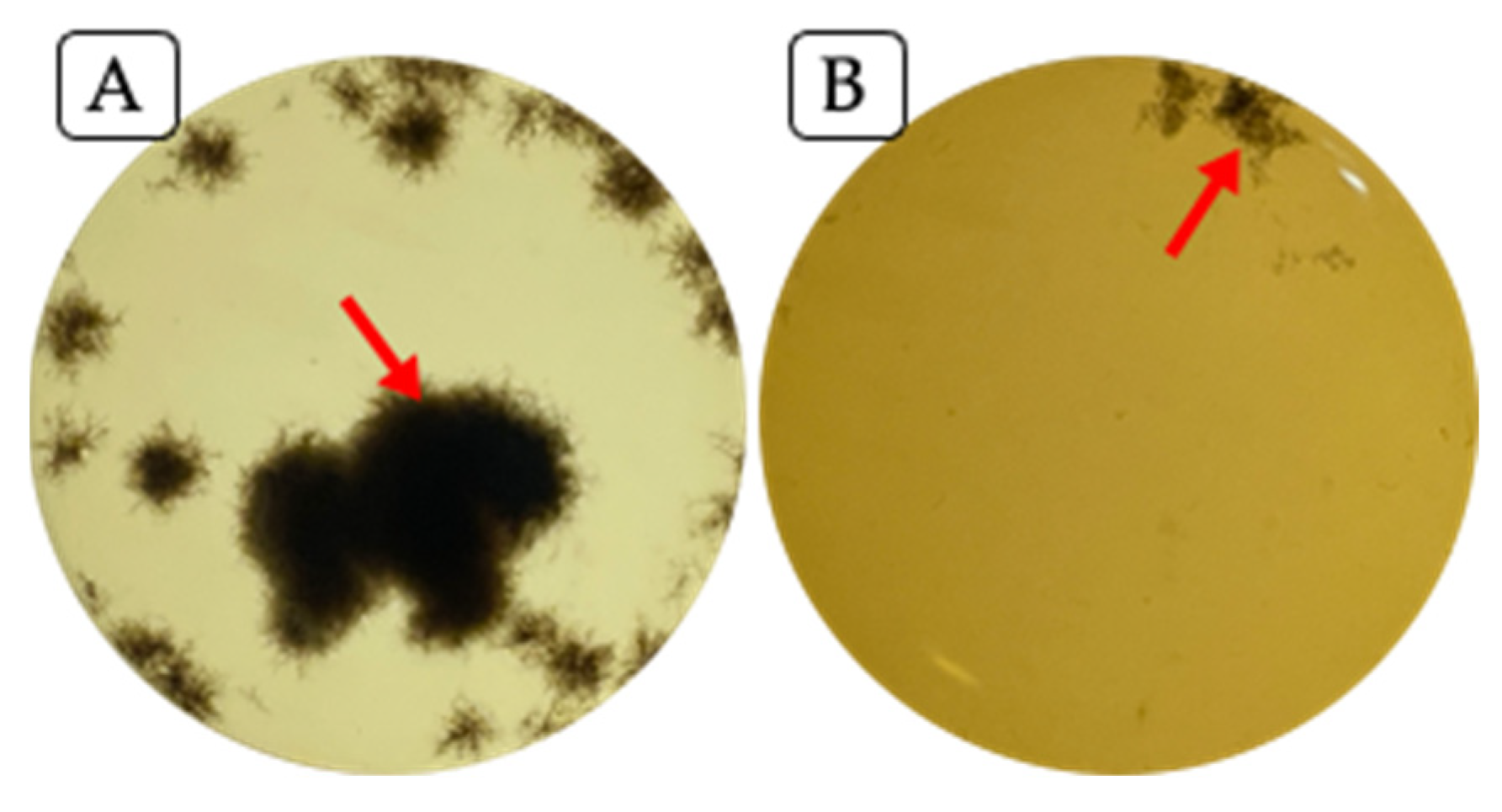 Plants 14 00209 g004