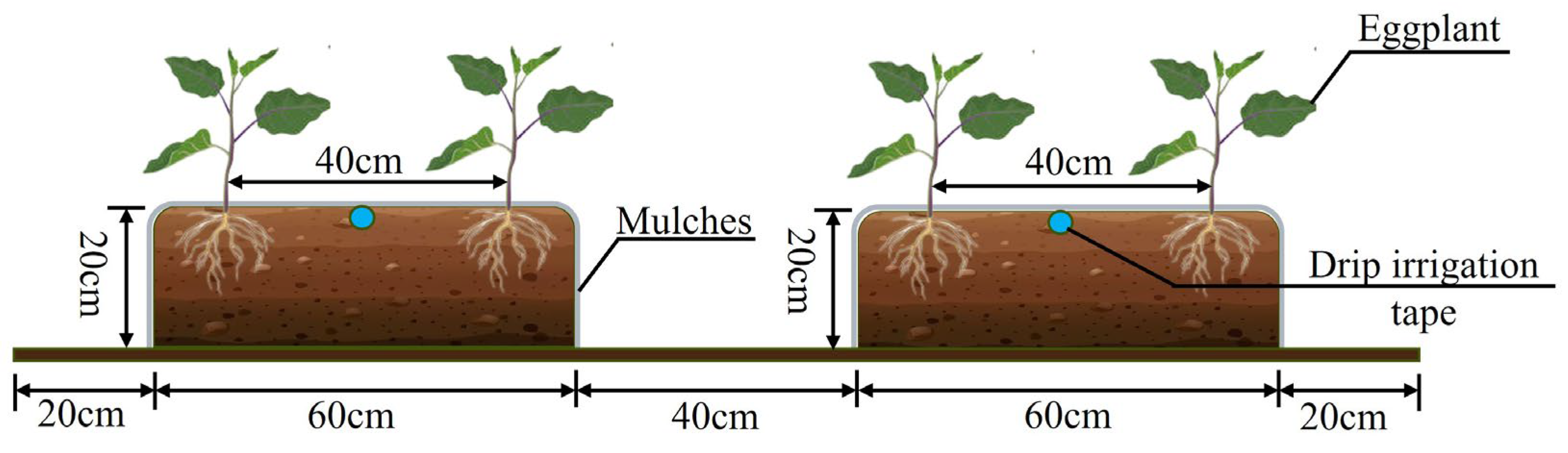 Plants 14 00210 g007