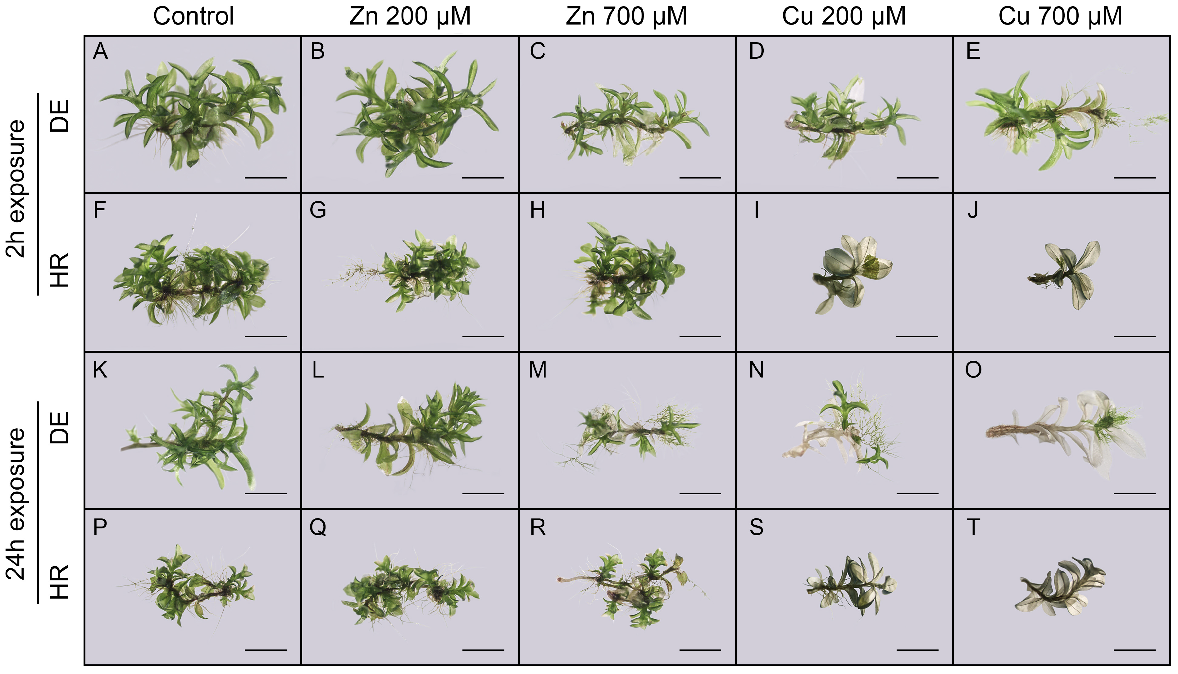 Plants 14 00224 g003 Plants 14 00224 g003