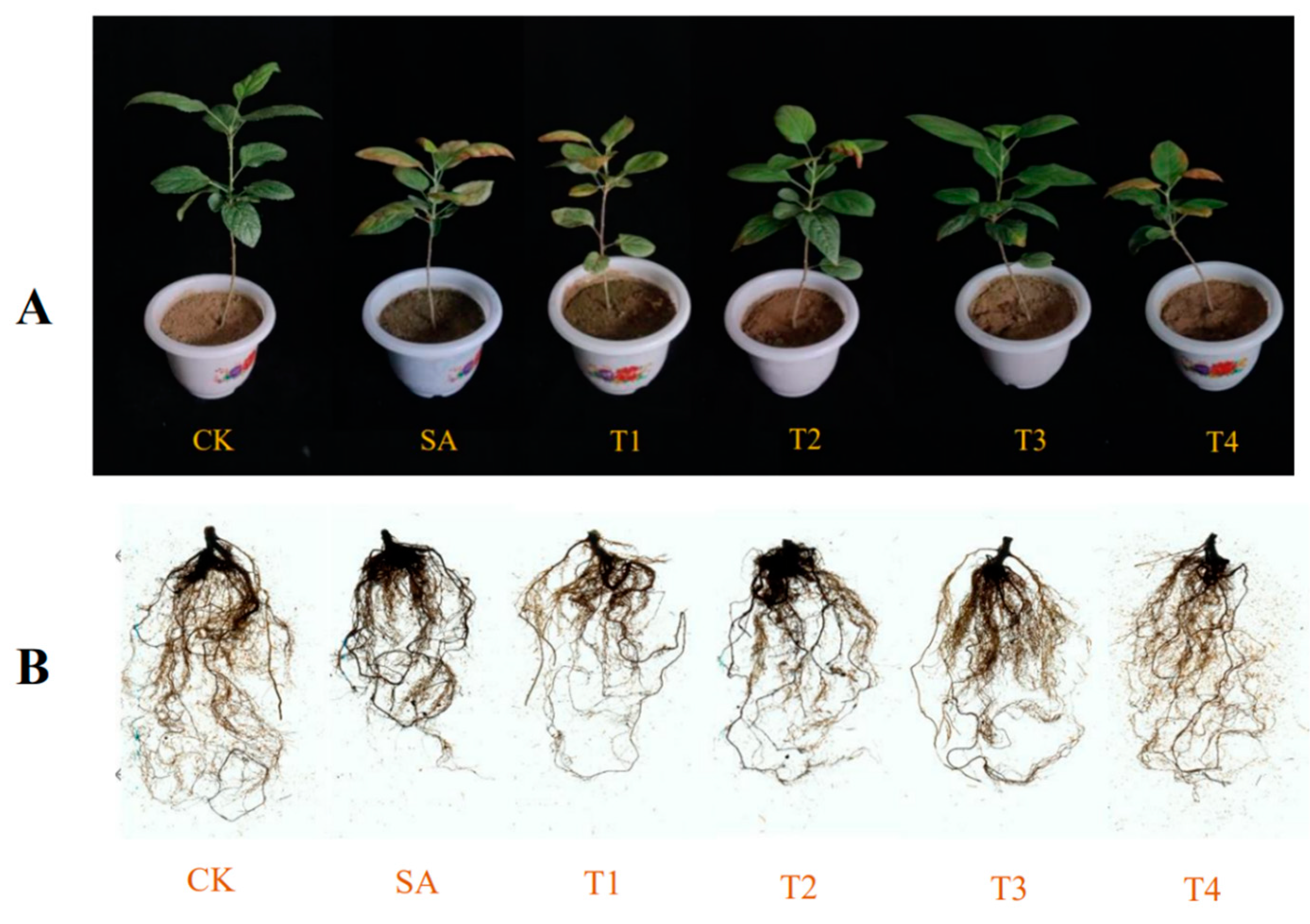 Plants 14 00233 g002