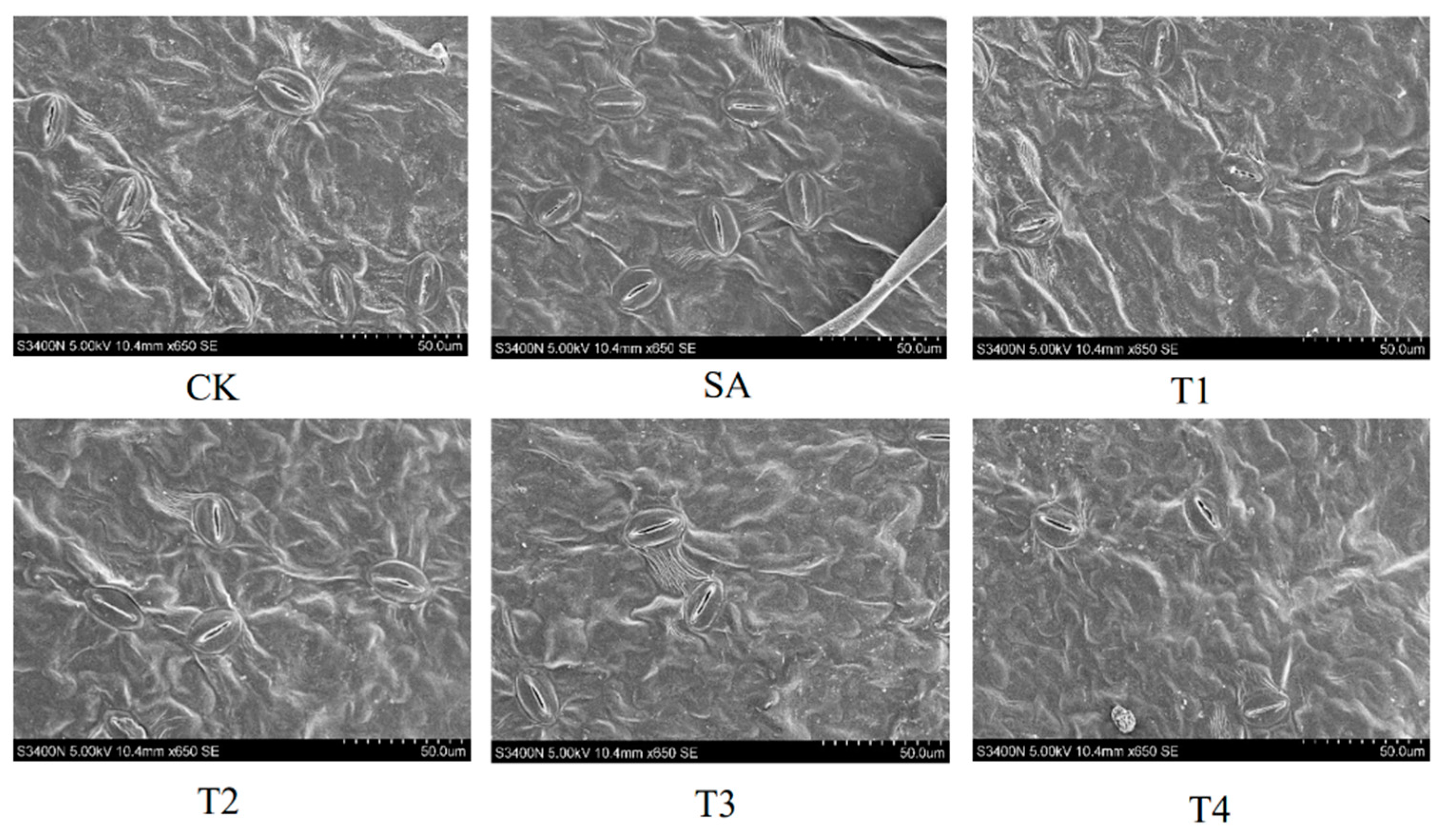 Plants 14 00233 g004