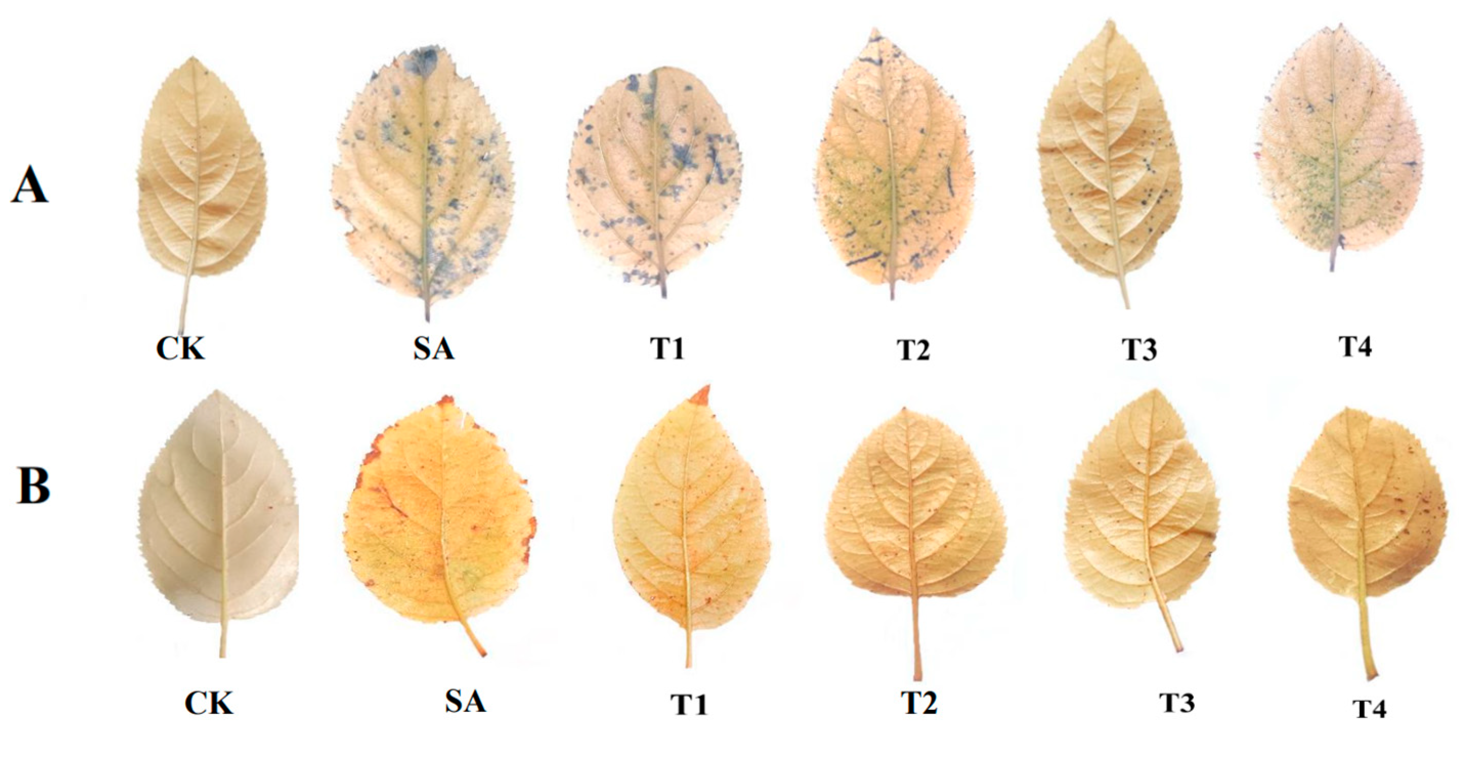 Plants 14 00233 g010