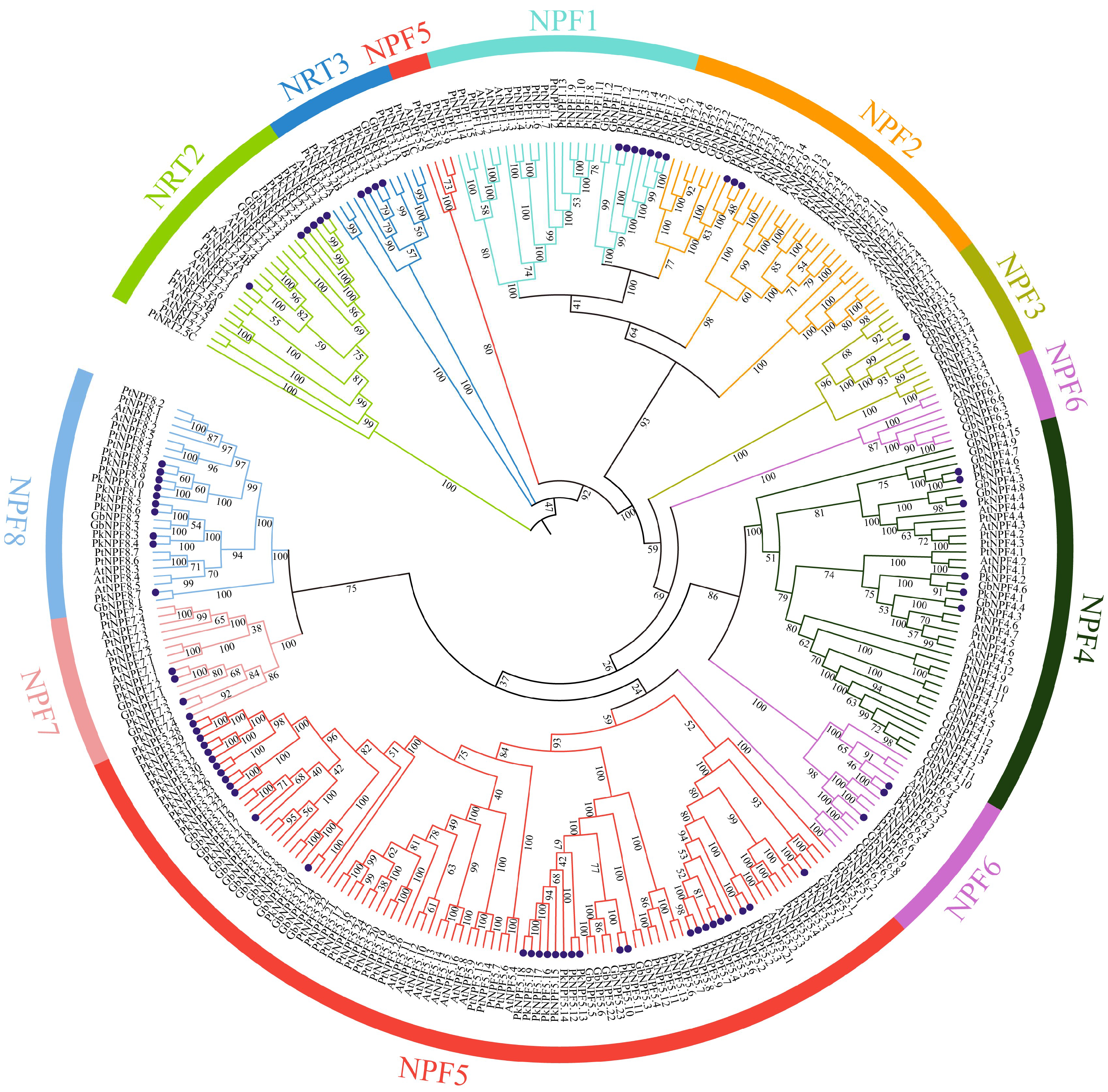 Plants 14 00238 g001