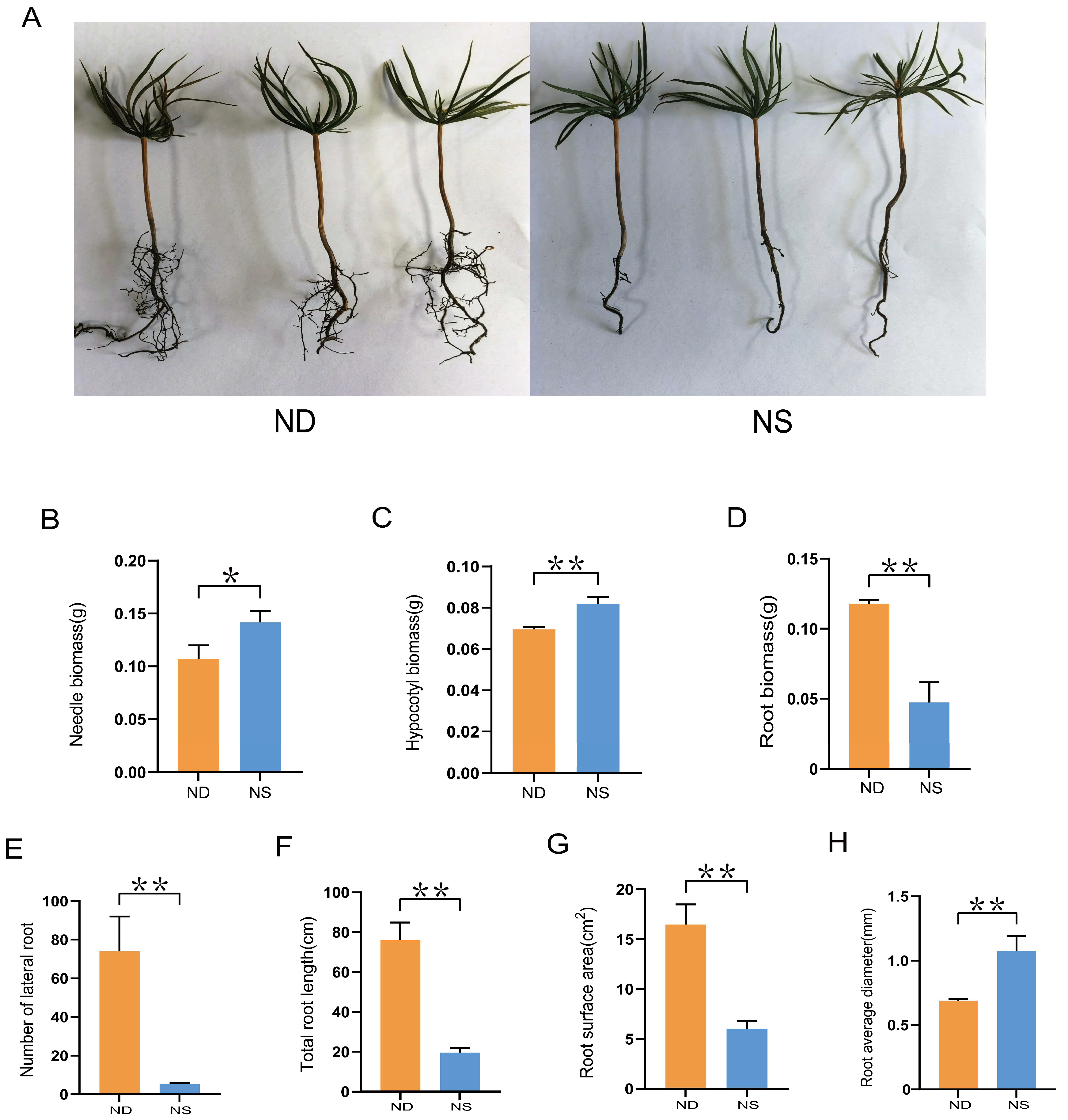 Plants 14 00238 g006