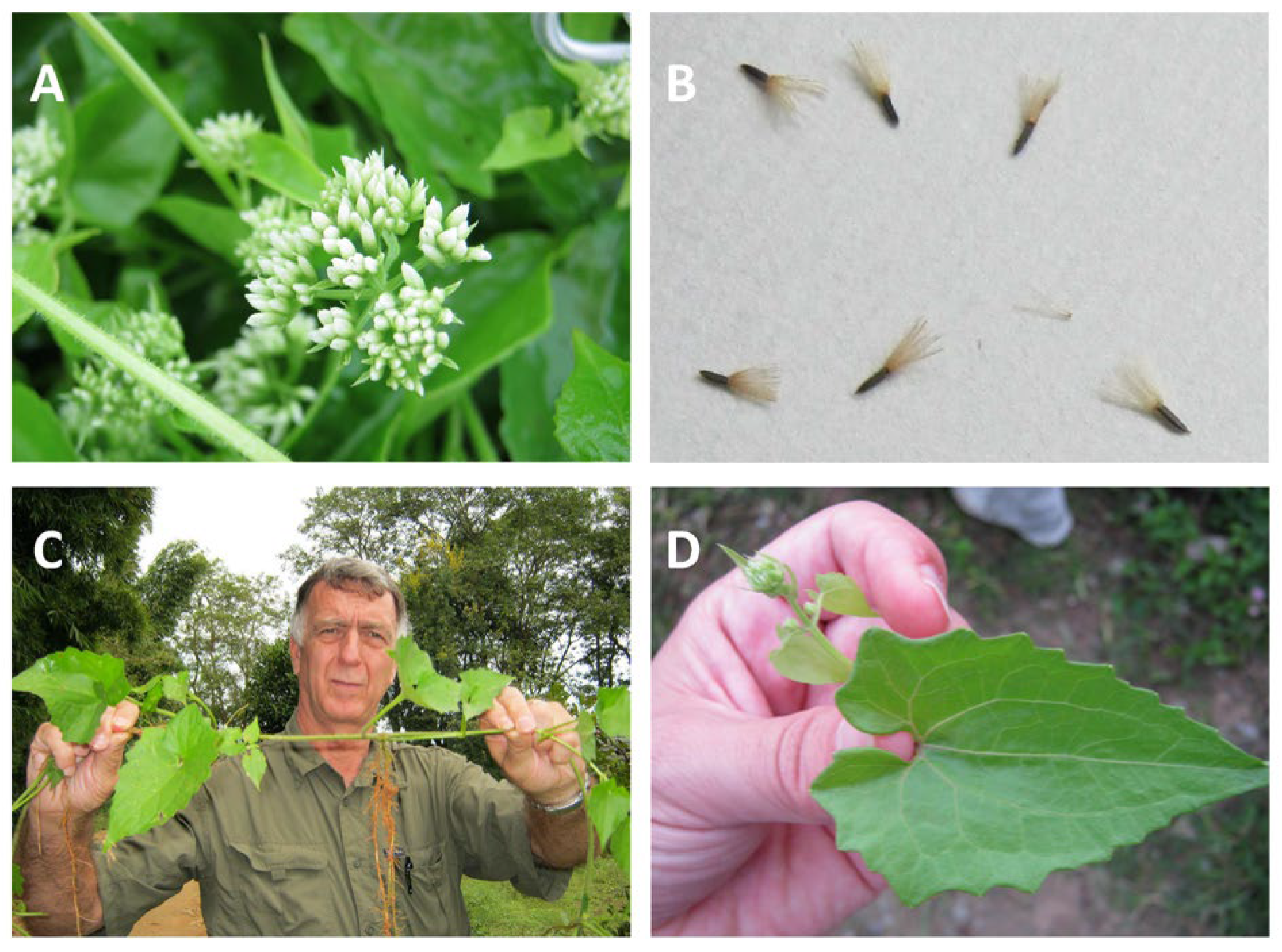 Plants 14 00269 g001