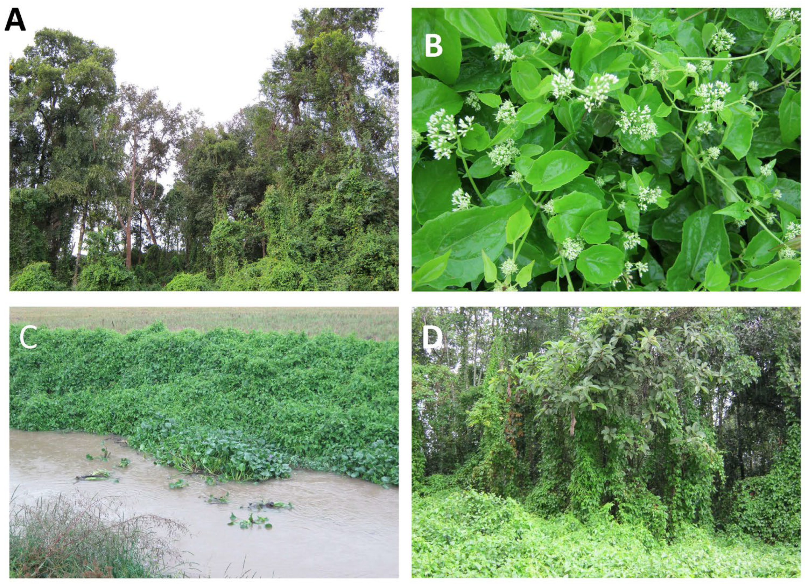 Plants 14 00269 g002