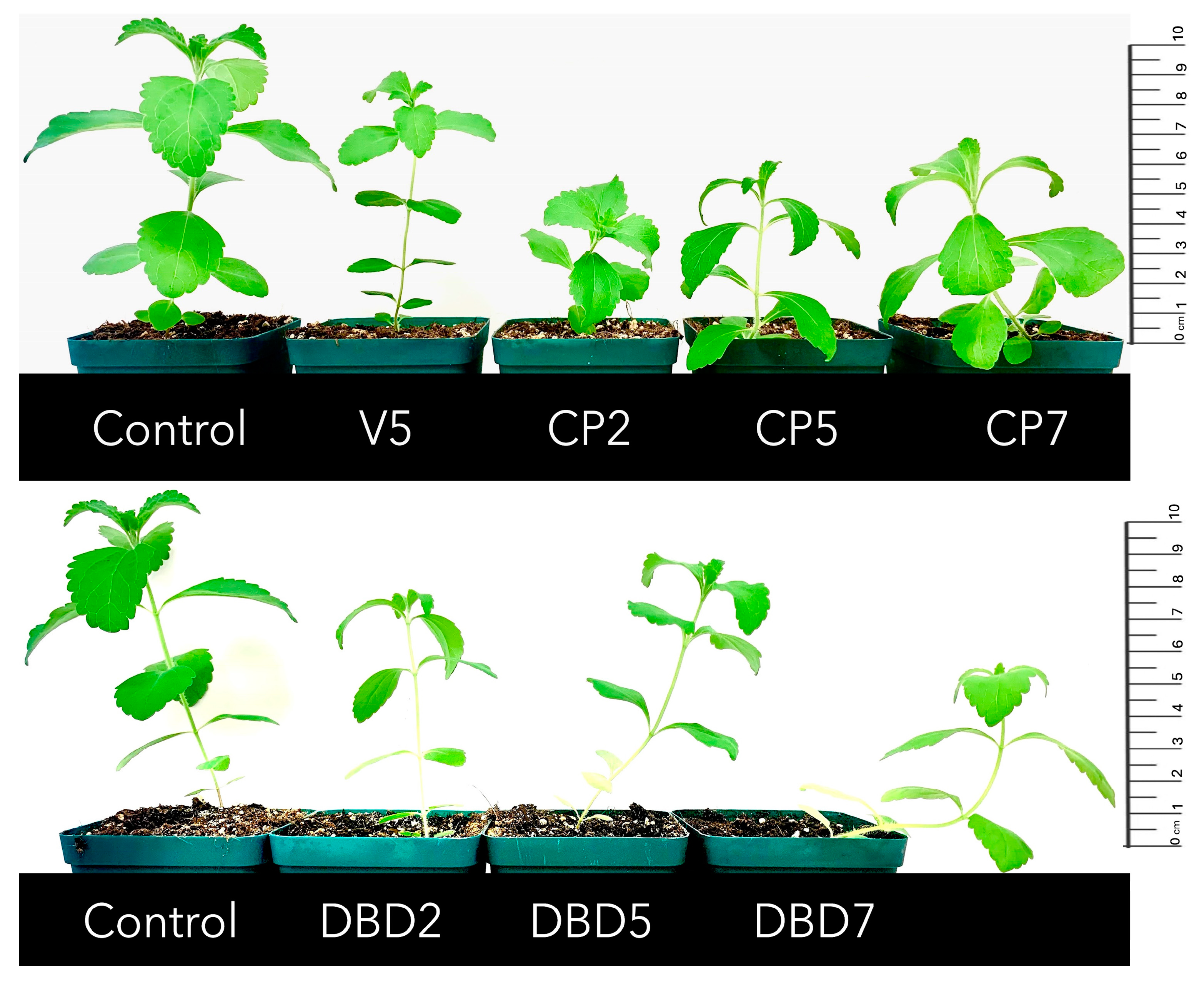 Plants 14 00271 g003