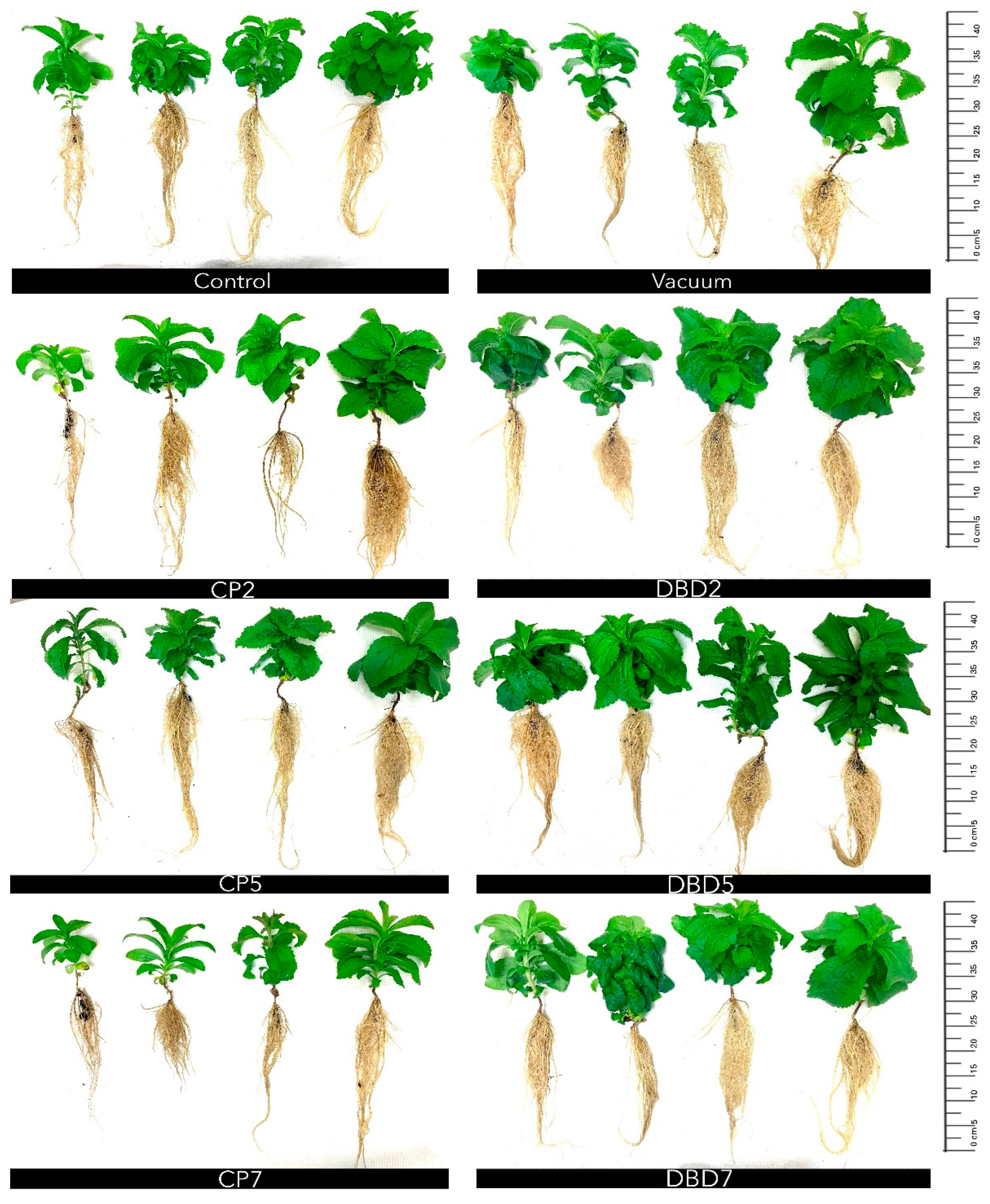 Plants 14 00271 g004