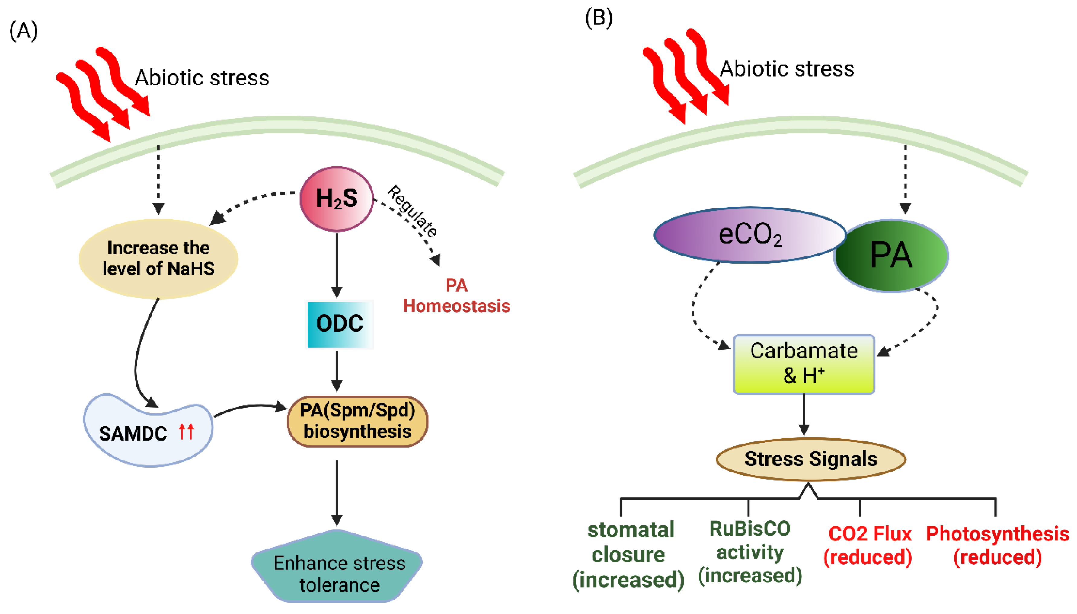 Plants 14 00273 g004