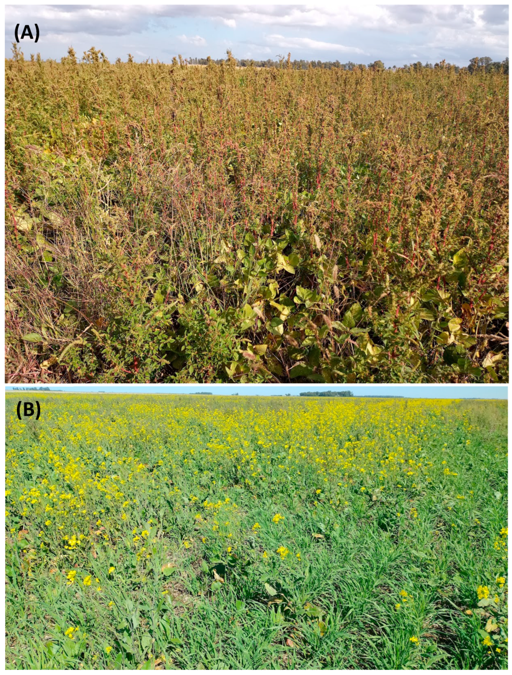 Plants 14 00276 g001