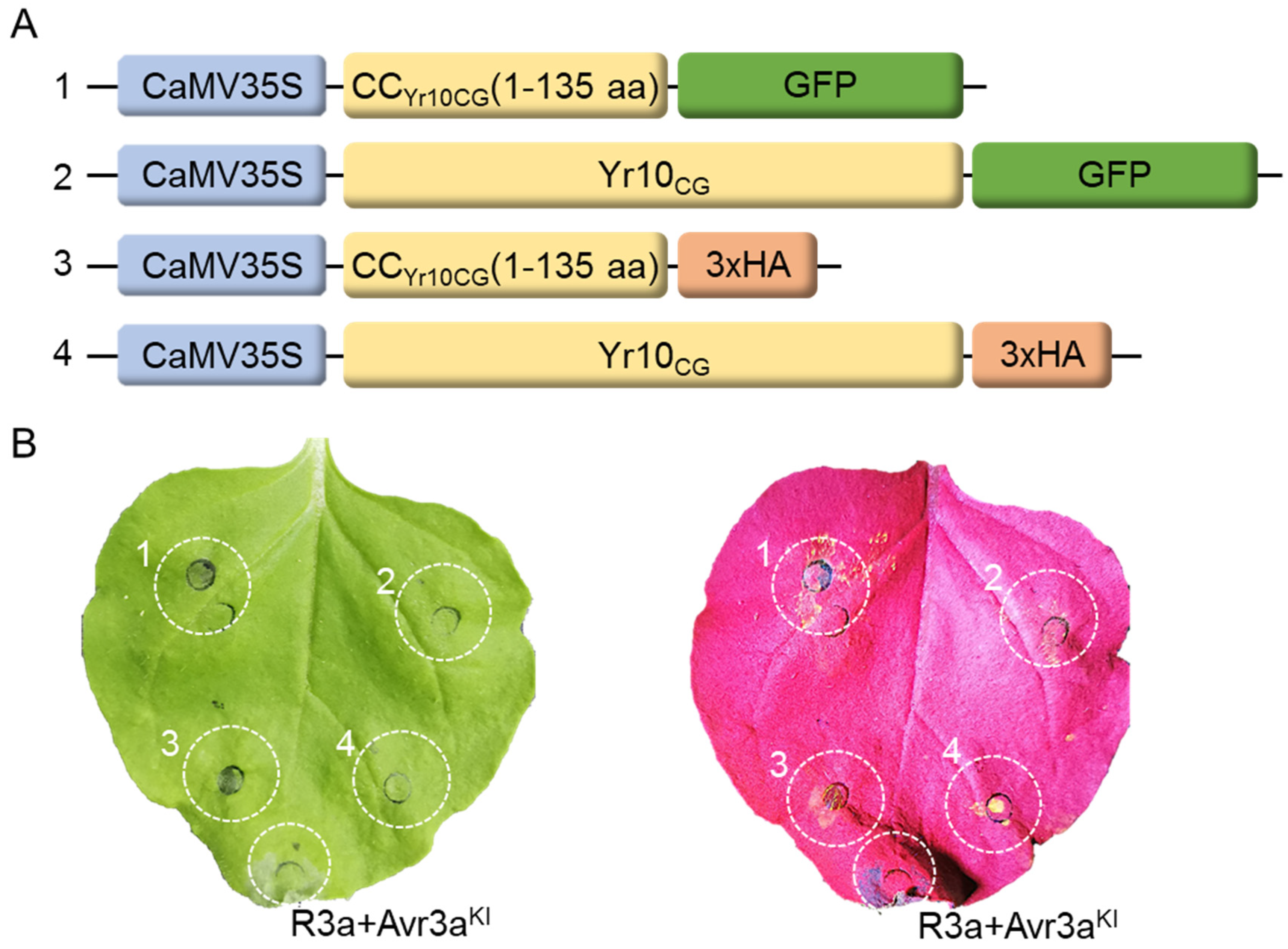 Plants 14 00278 g004