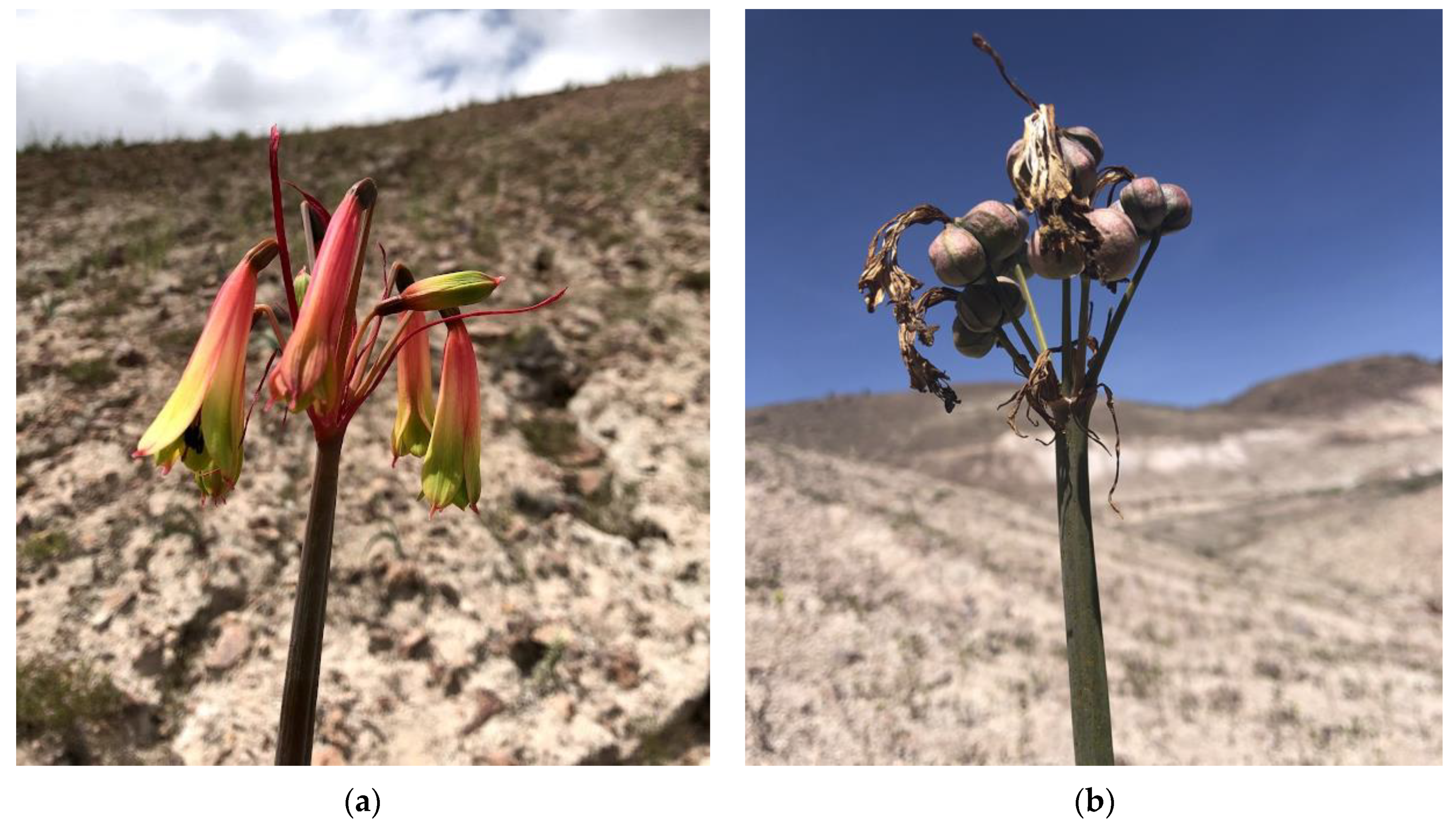 Plants 14 00281 g001