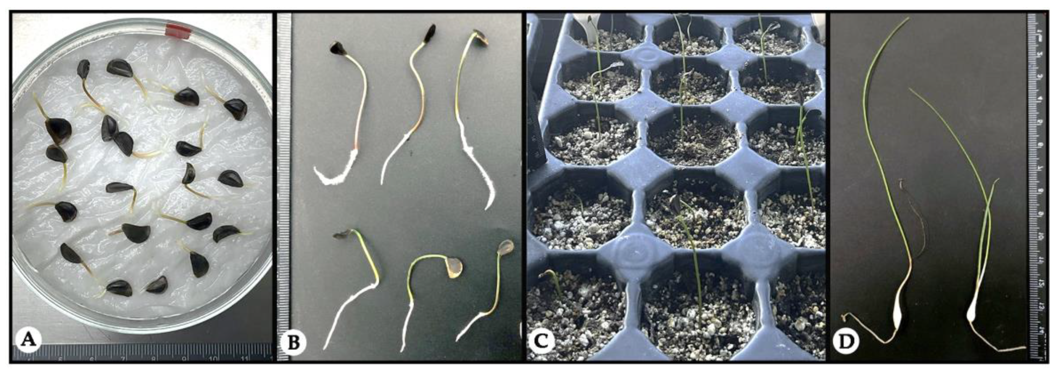 Plants 14 00281 g006