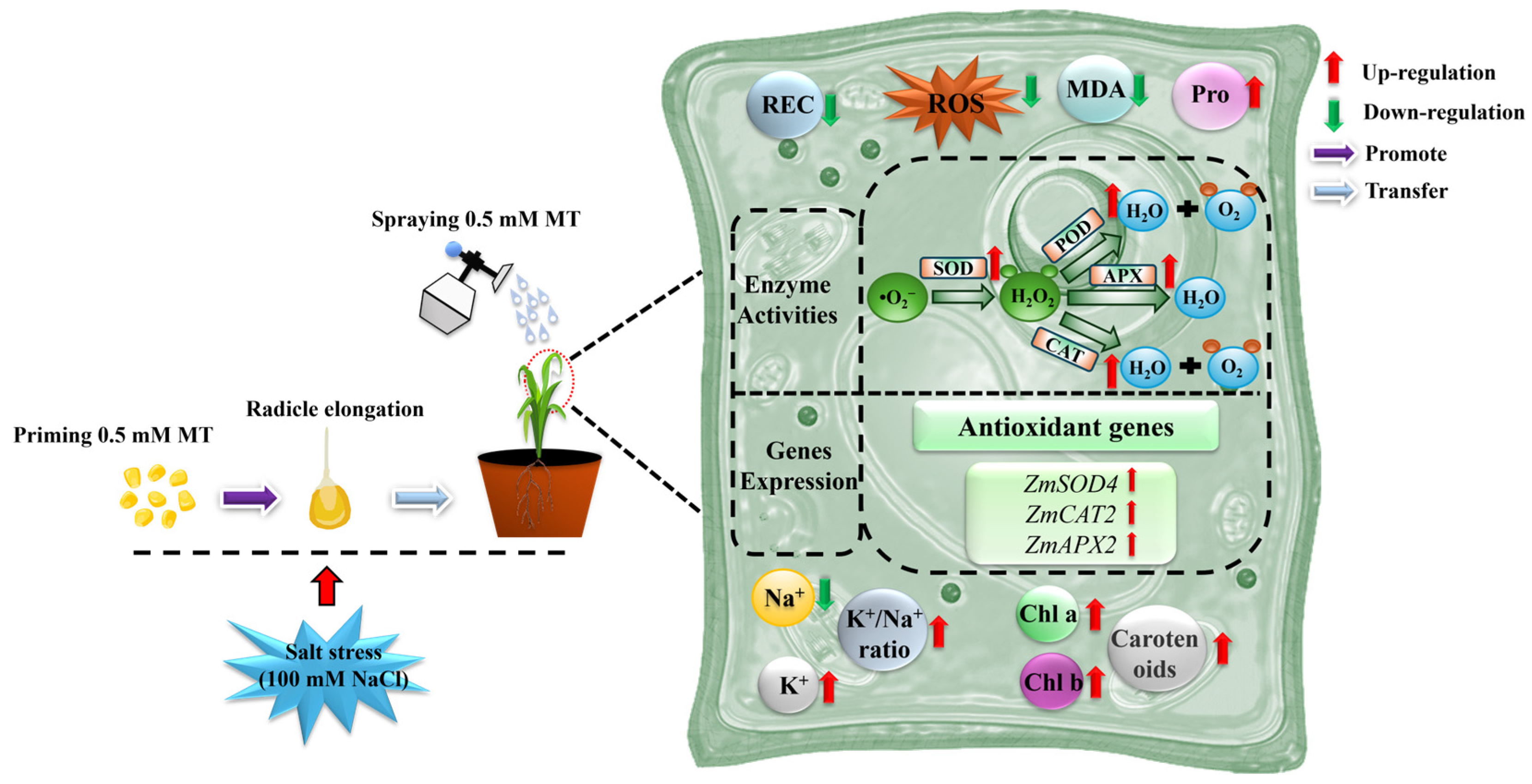 Plants 14 00296 g007