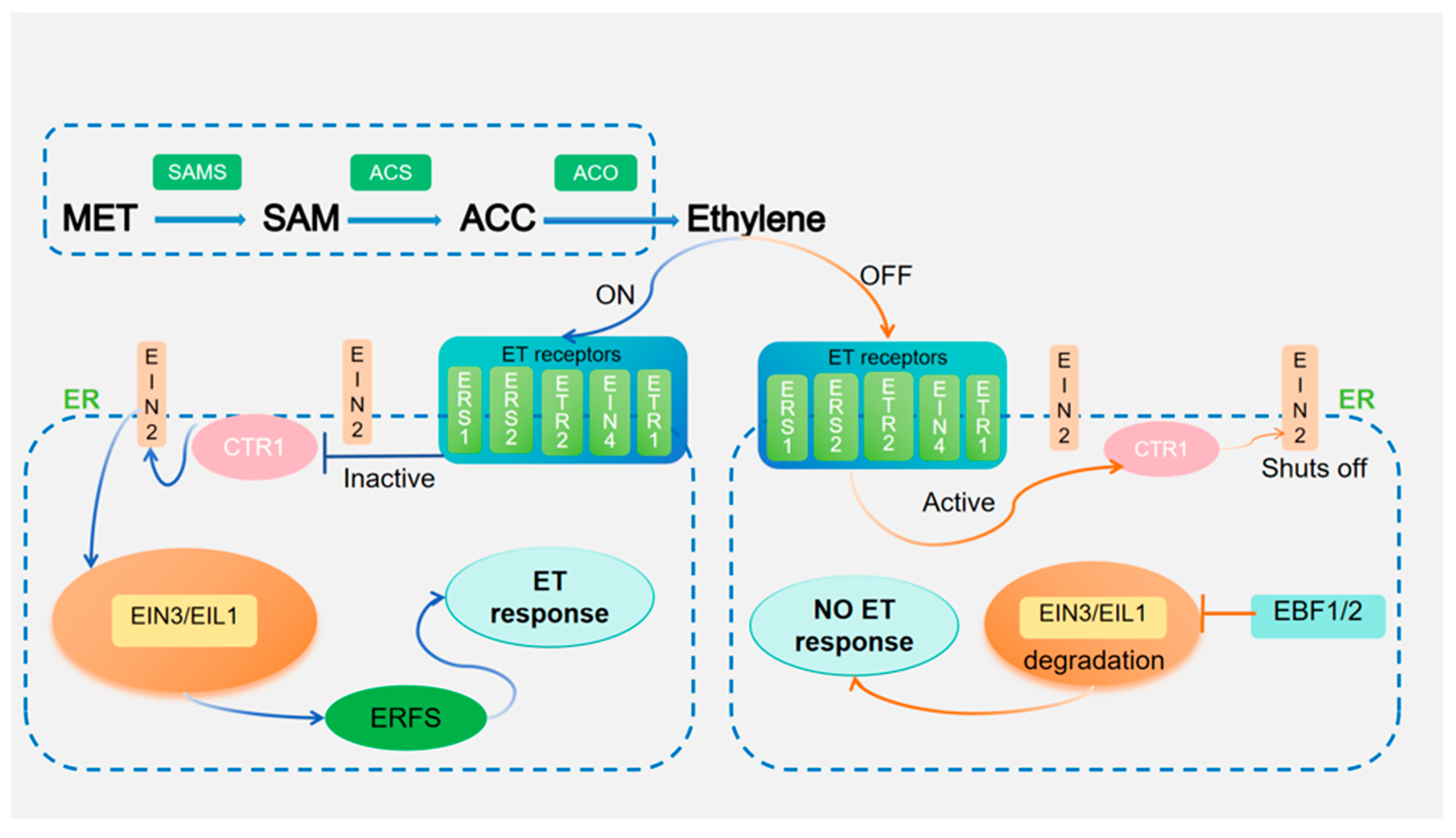 Plants 14 00309 g001