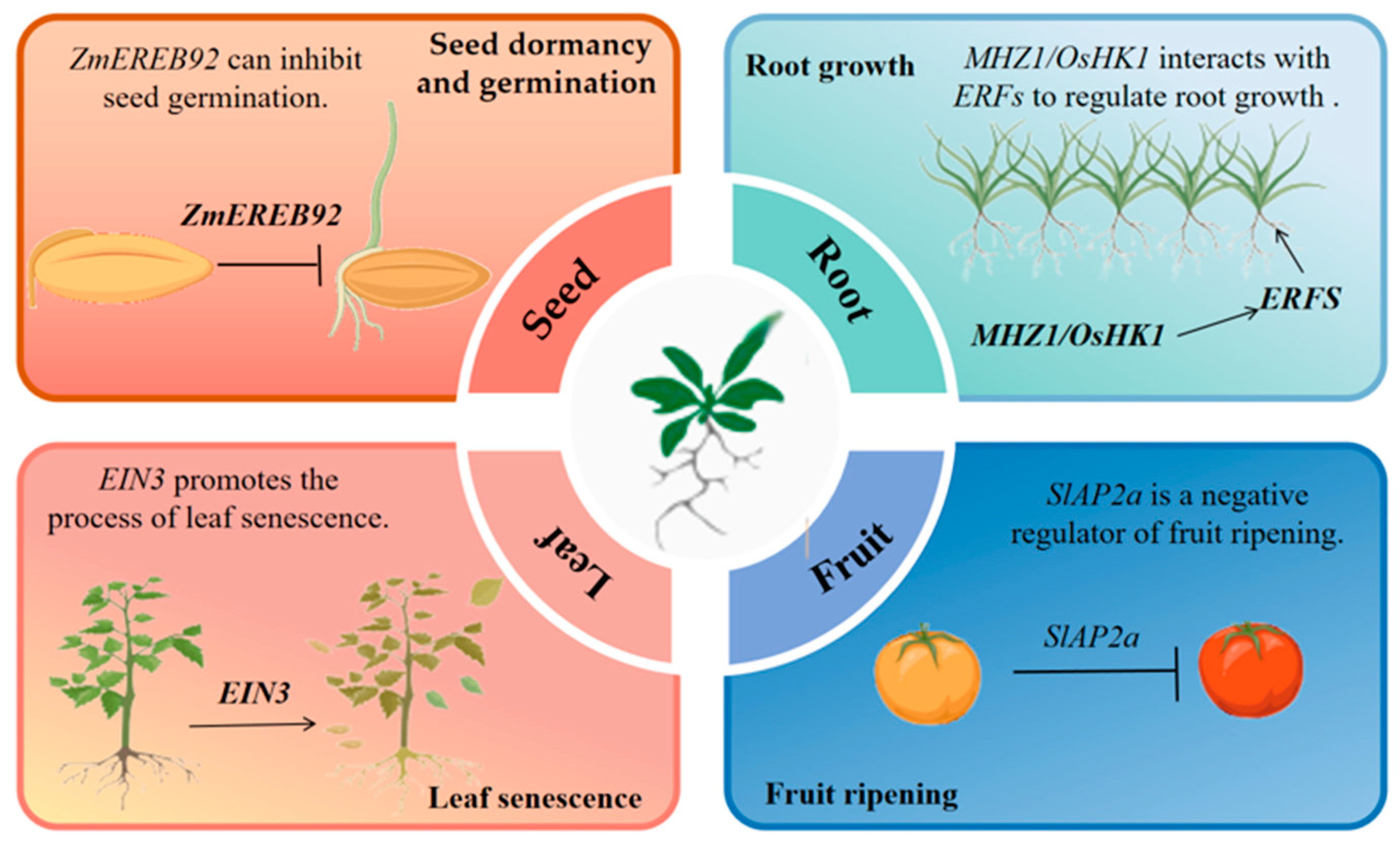Plants 14 00309 g002
