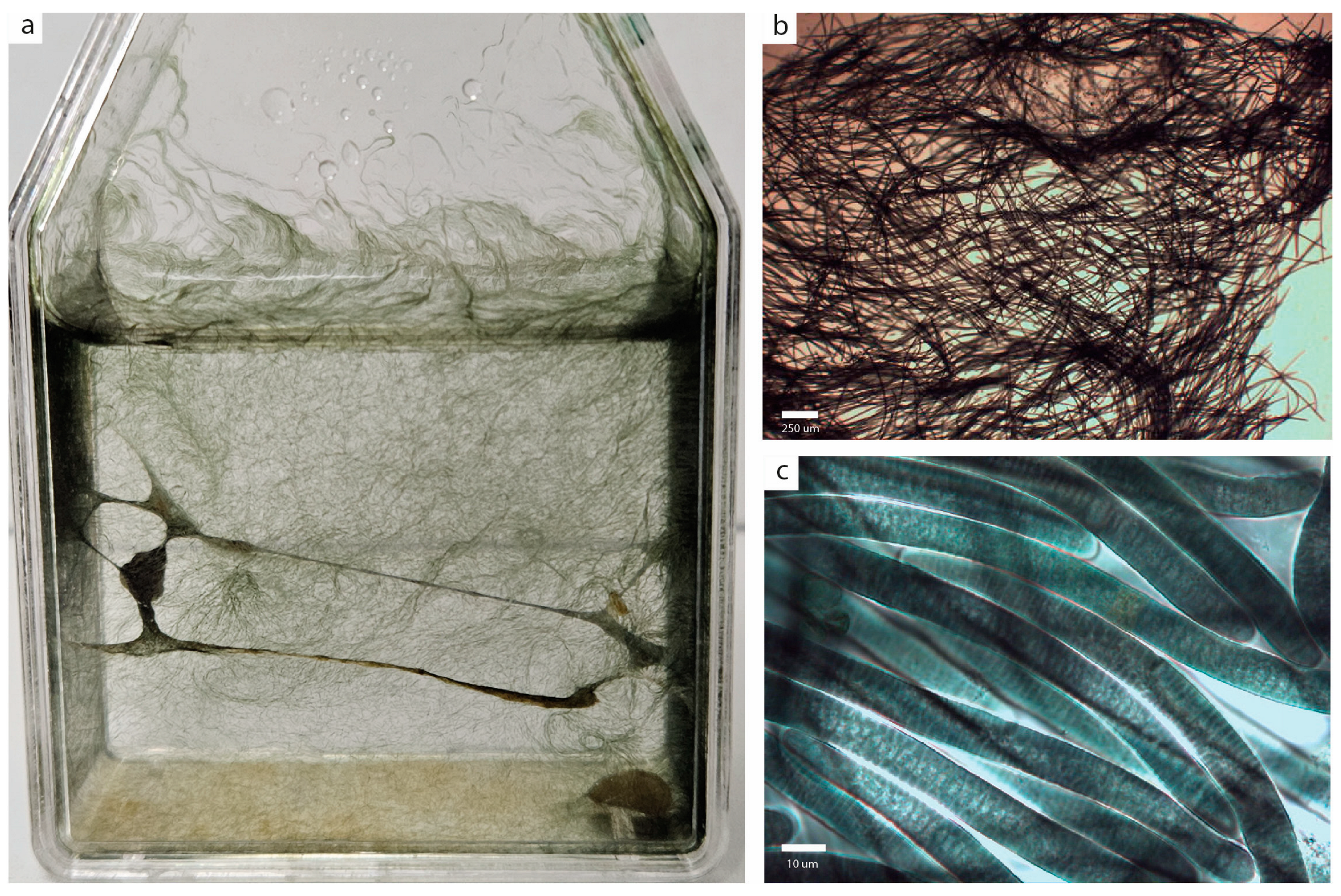 Plants 14 00310 g003