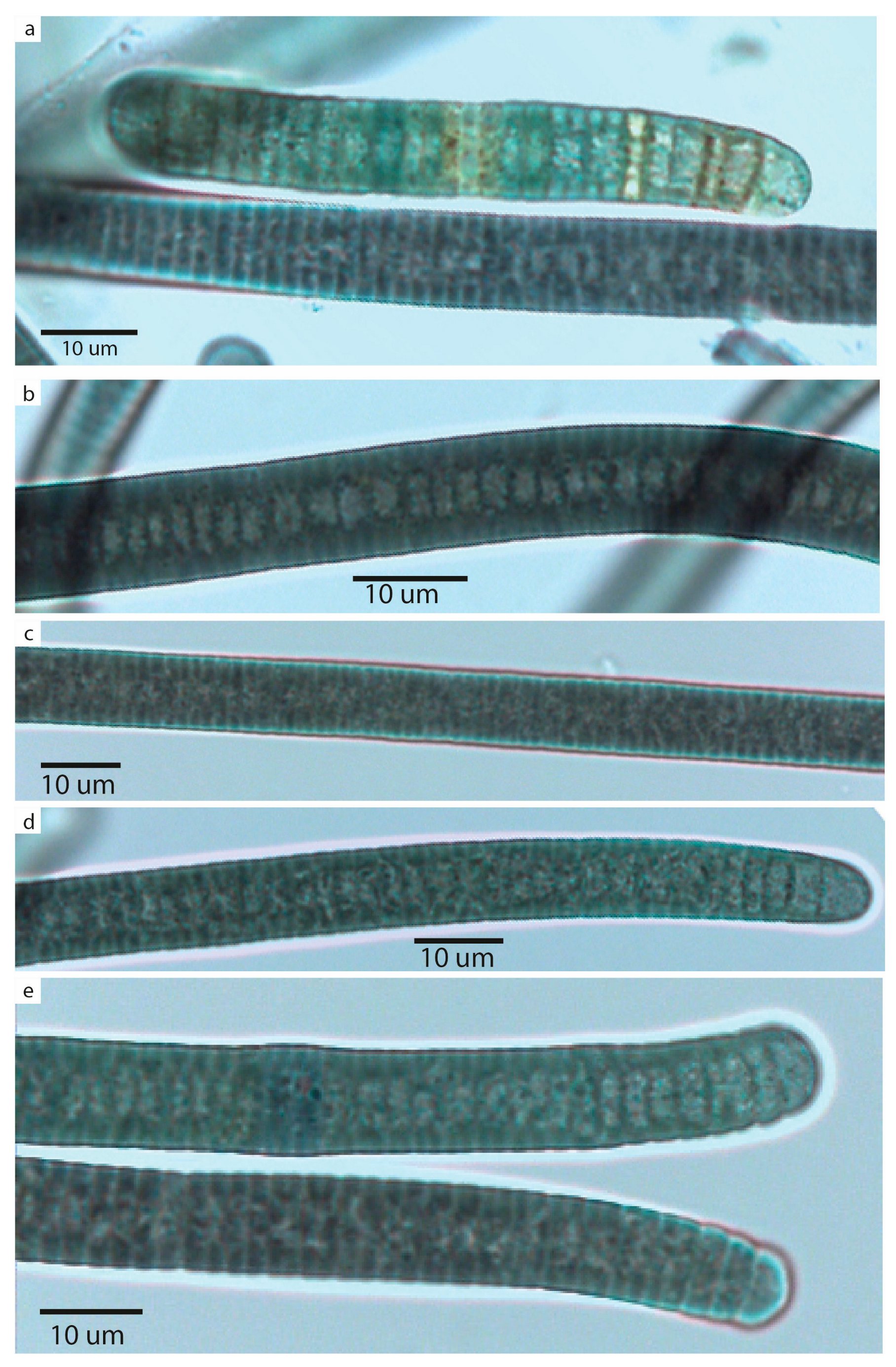 Plants 14 00310 g004