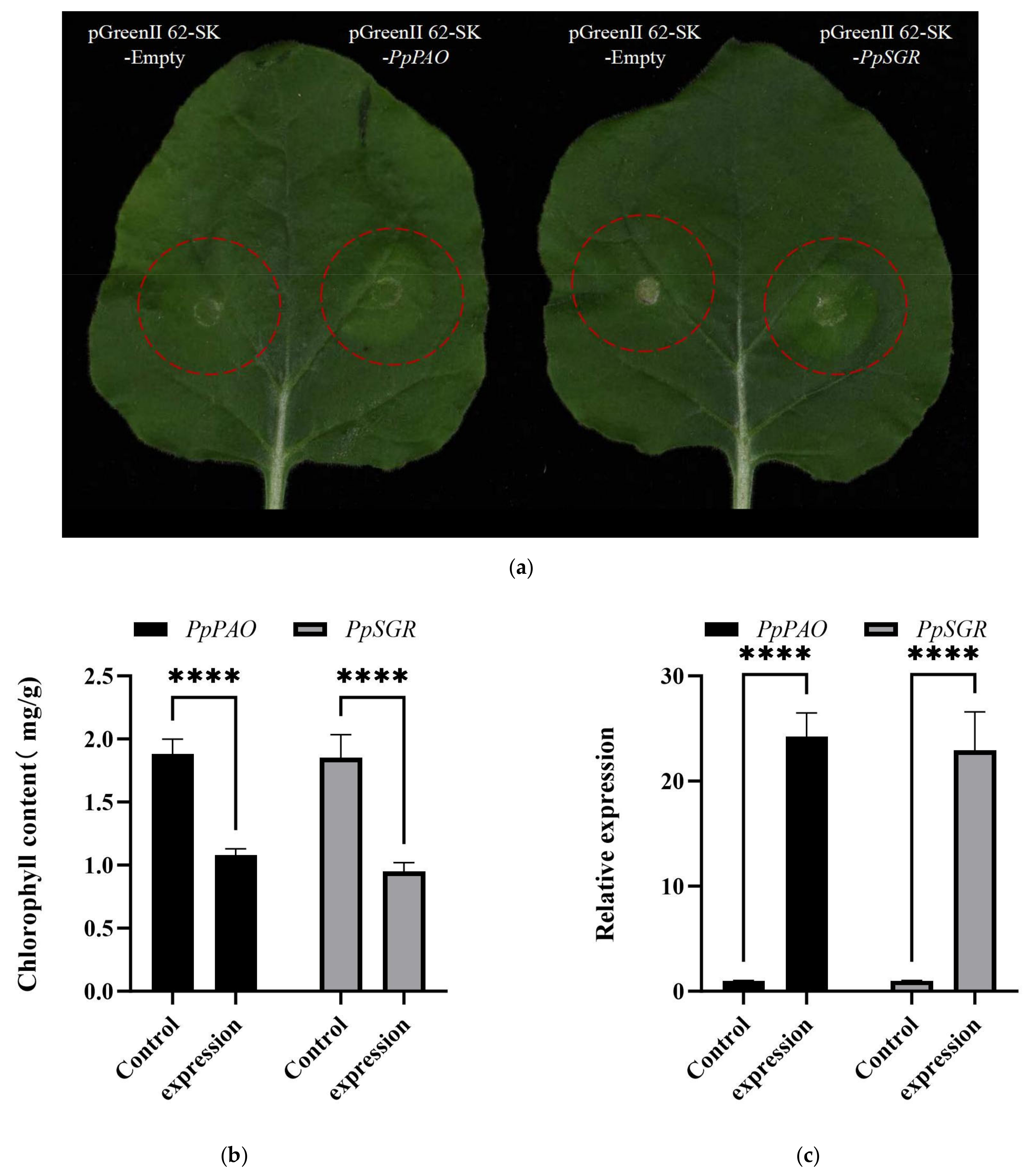 Plants 14 00312 g005