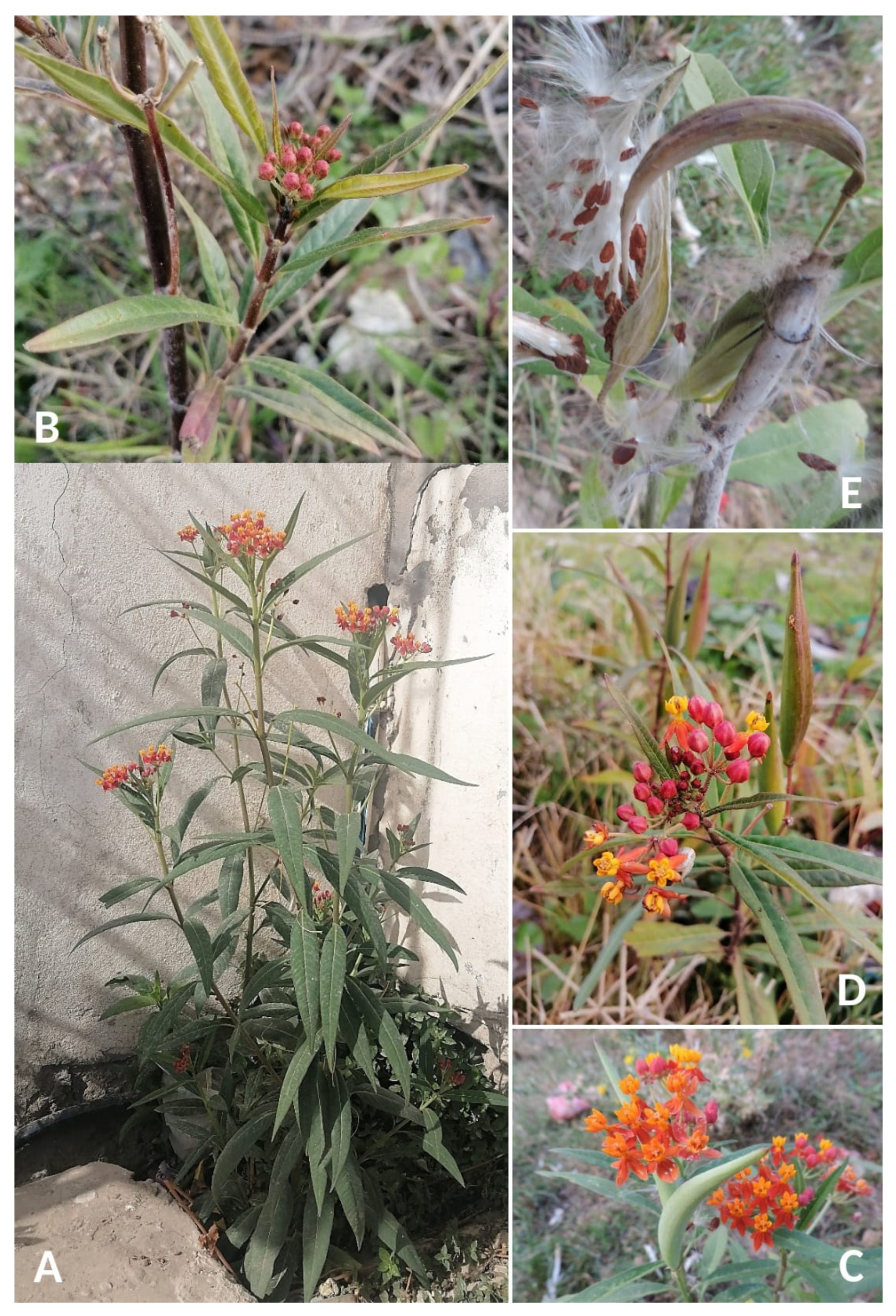 Plants 14 00318 g001 Plants 14 00318 g001